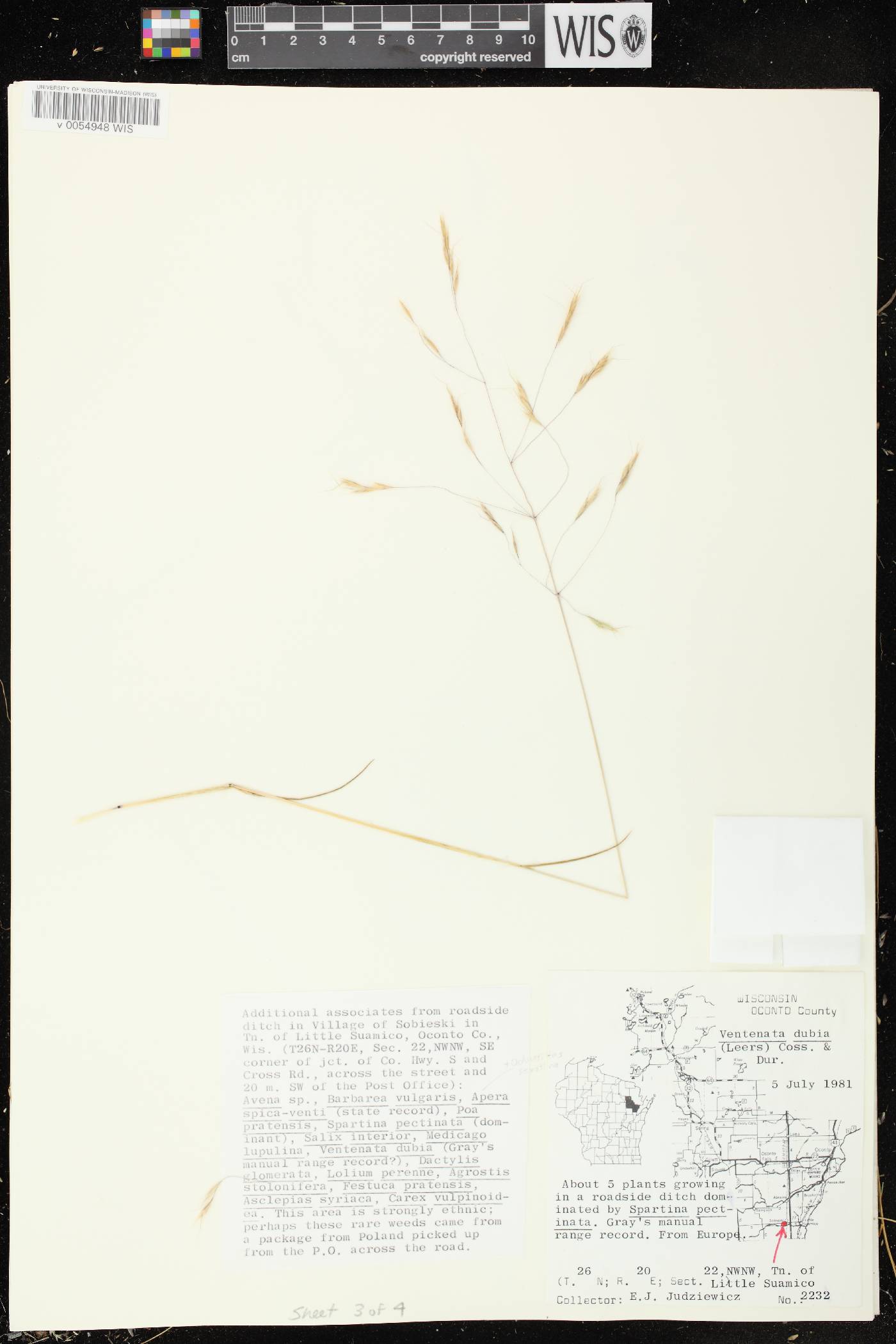 Ventenata dubia image