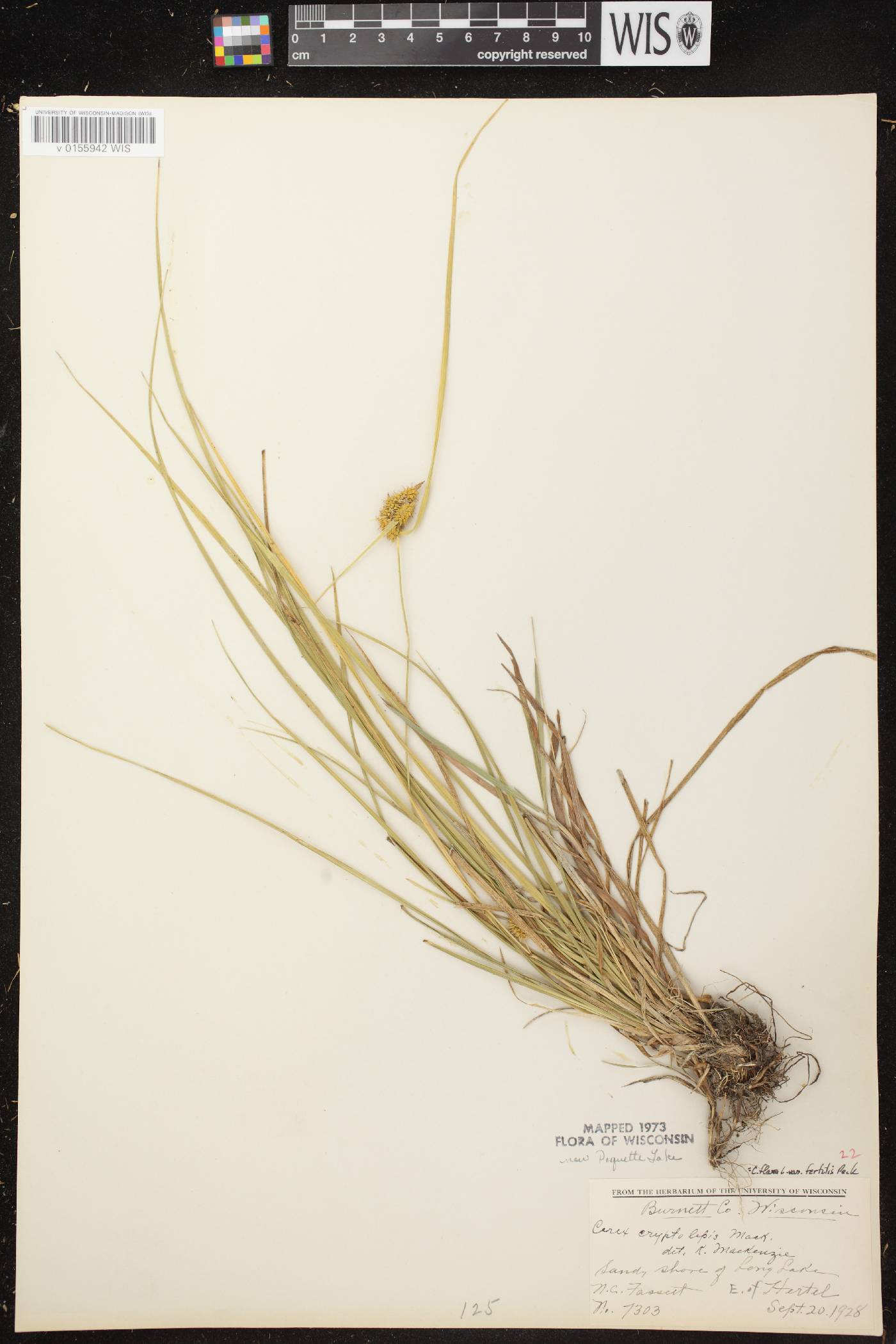 Carex cryptolepis image