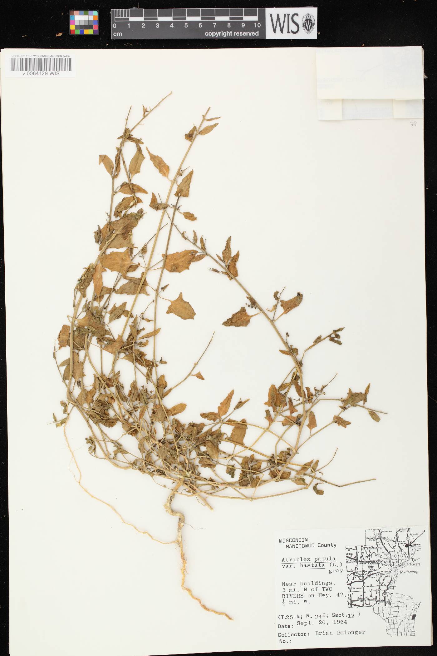 Atriplex prostrata image