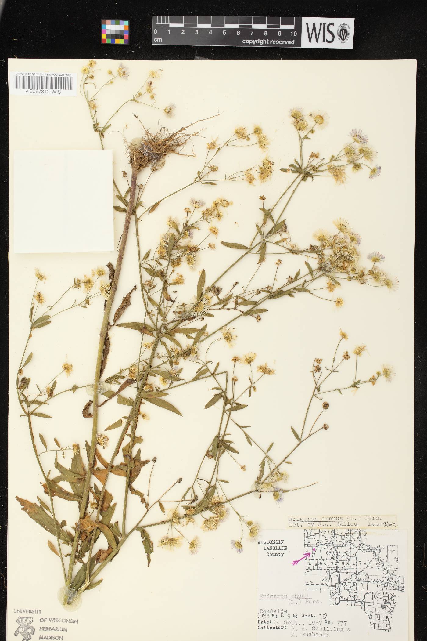 Erigeron annuus image