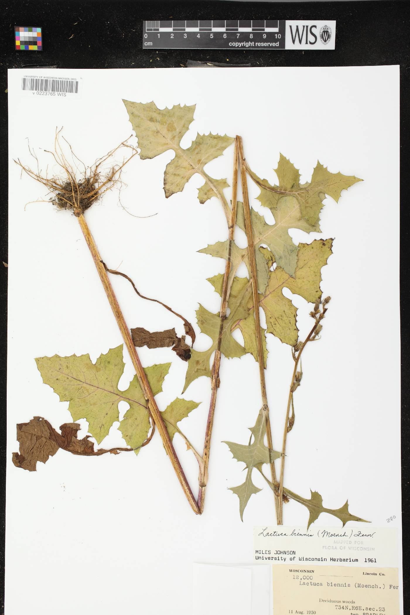 Lactuca biennis image