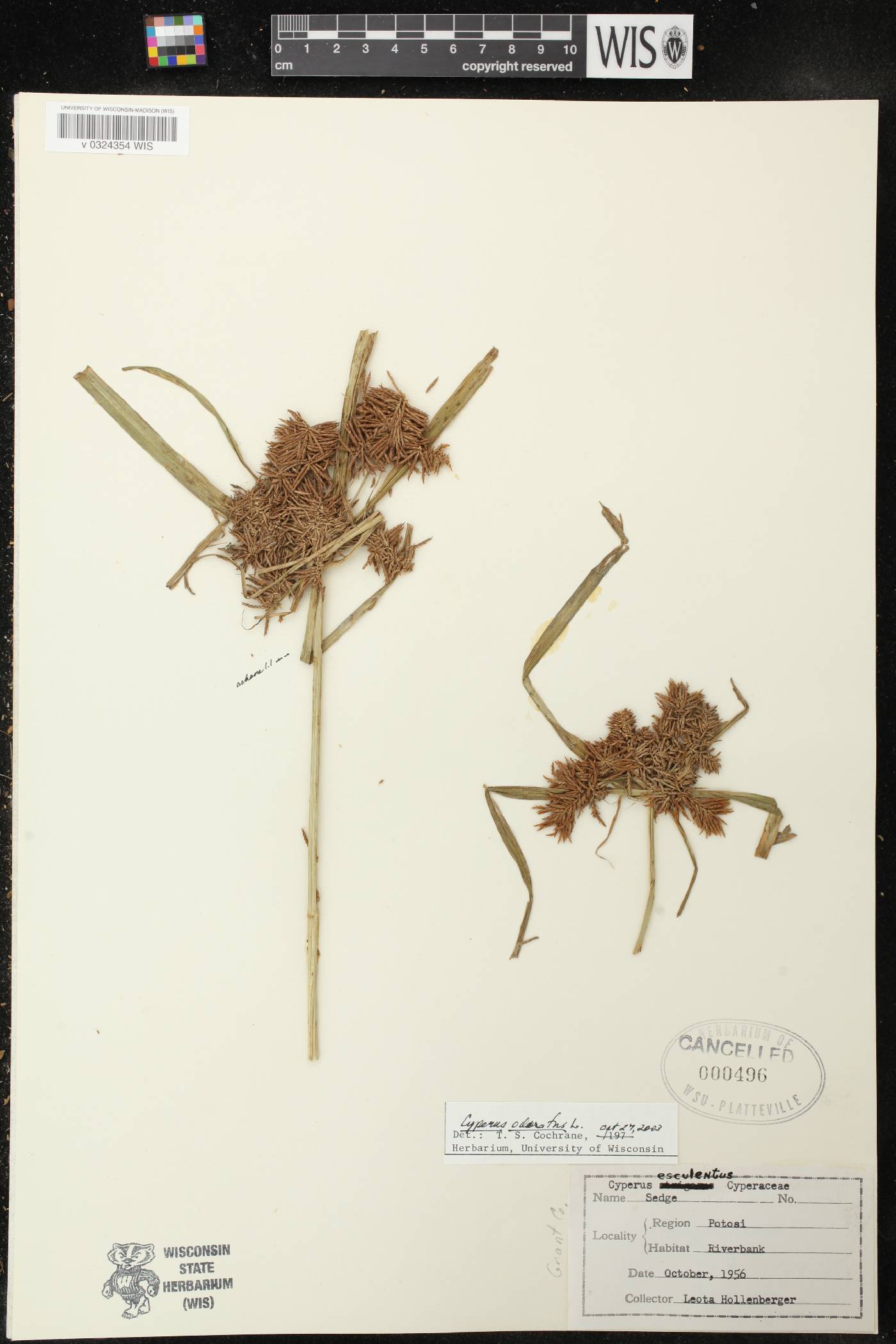 Cyperus odoratus image