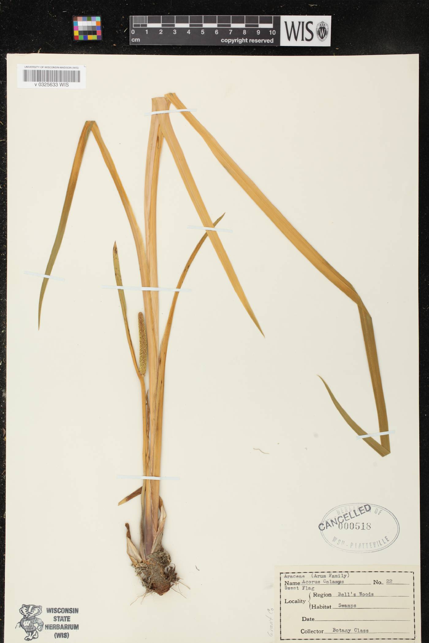 Acorus calamus image