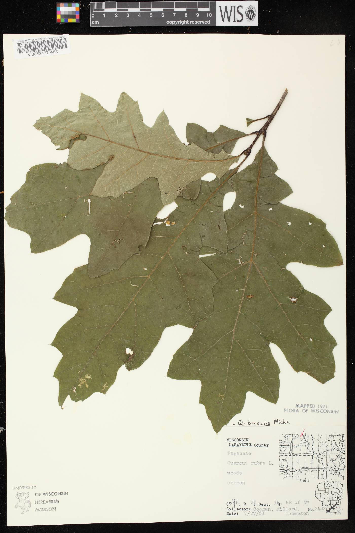 Quercus rubra image