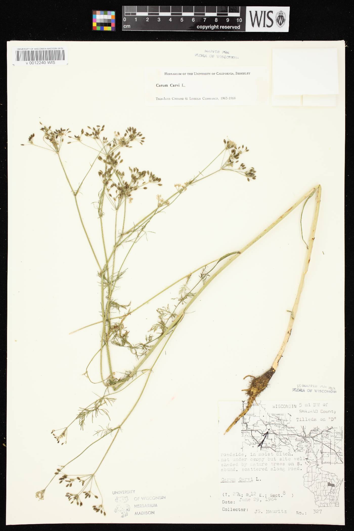 Carum carvi image
