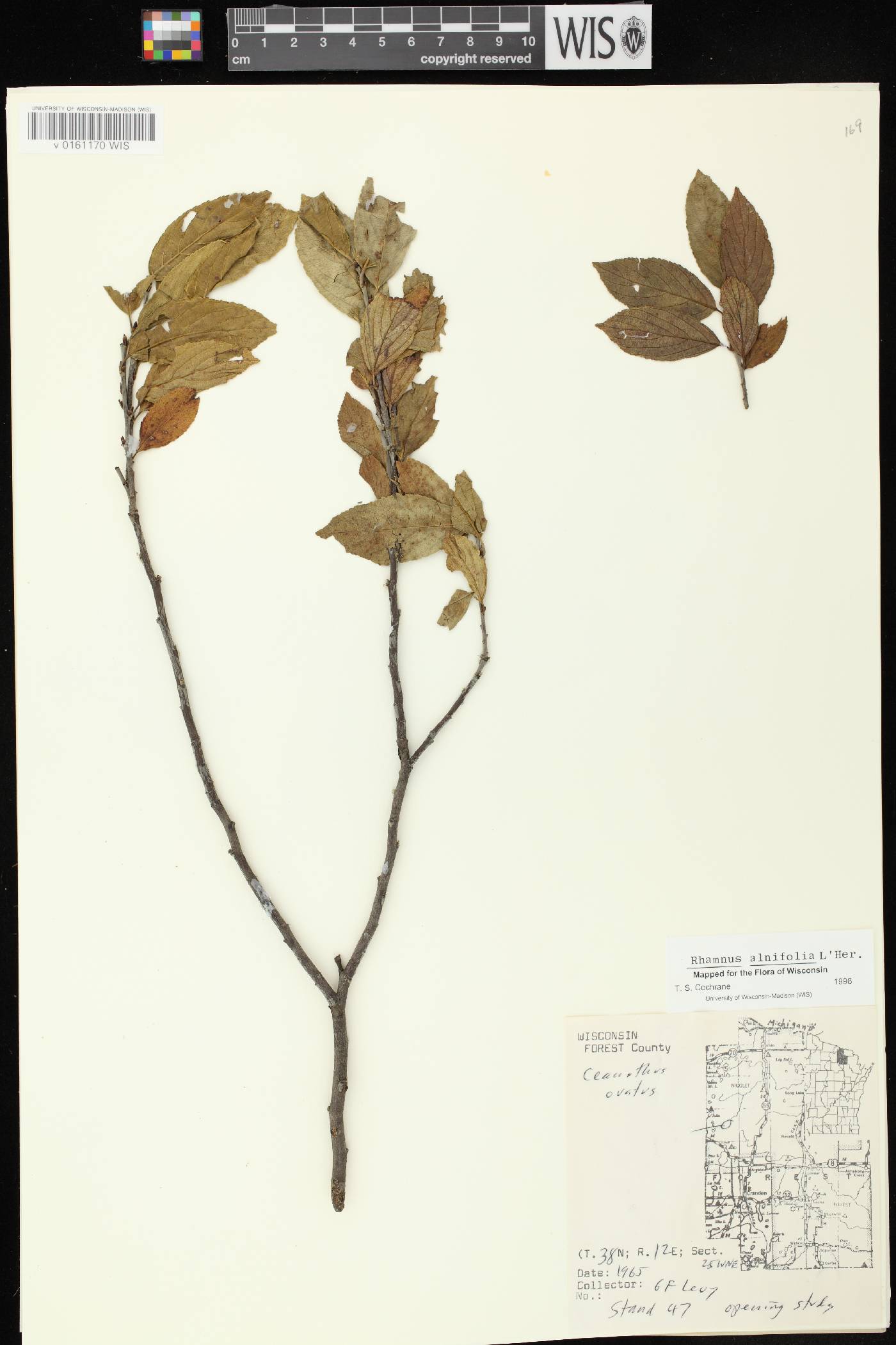 Rhamnus alnifolia image