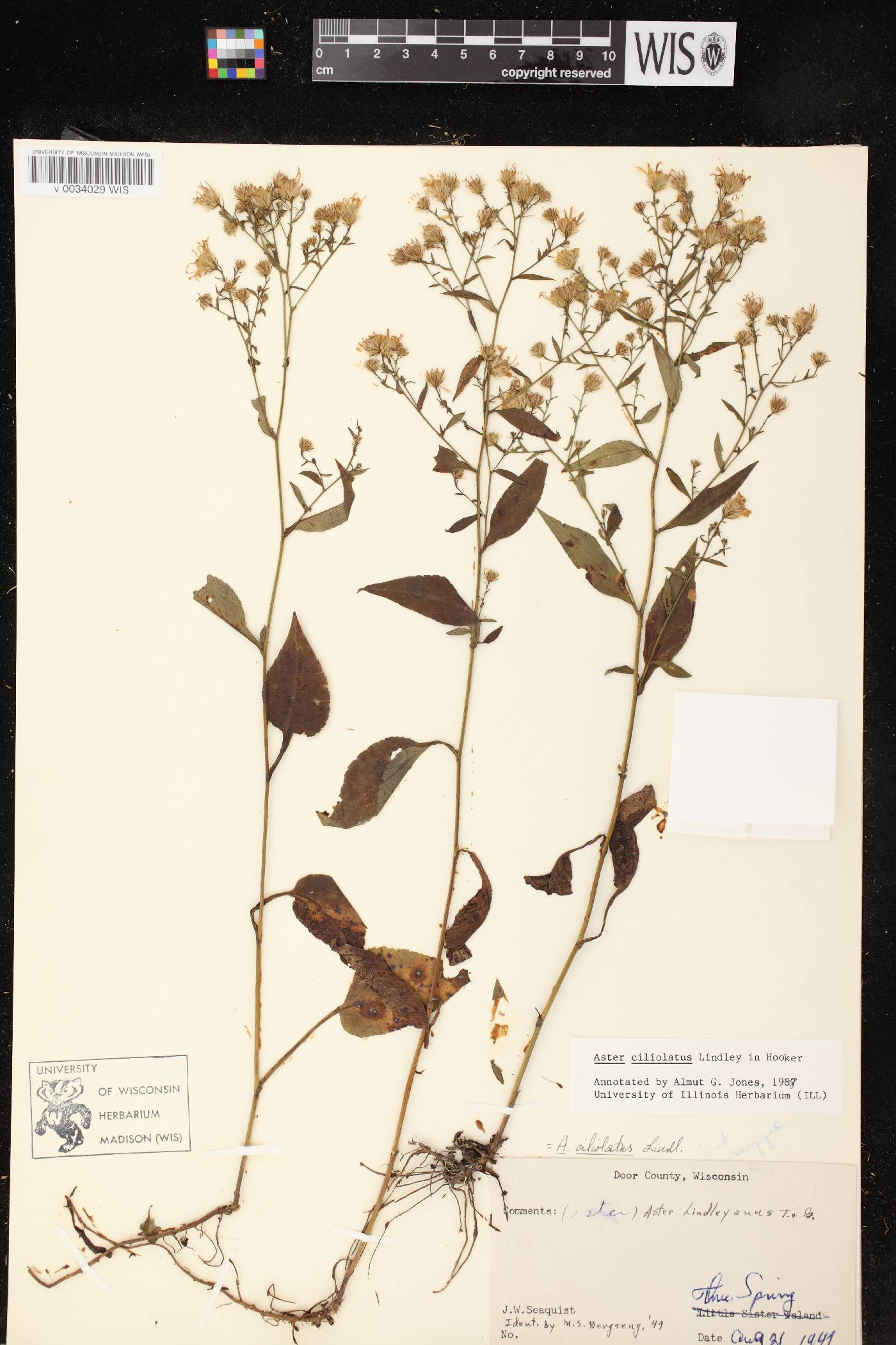 Symphyotrichum ciliolatum image