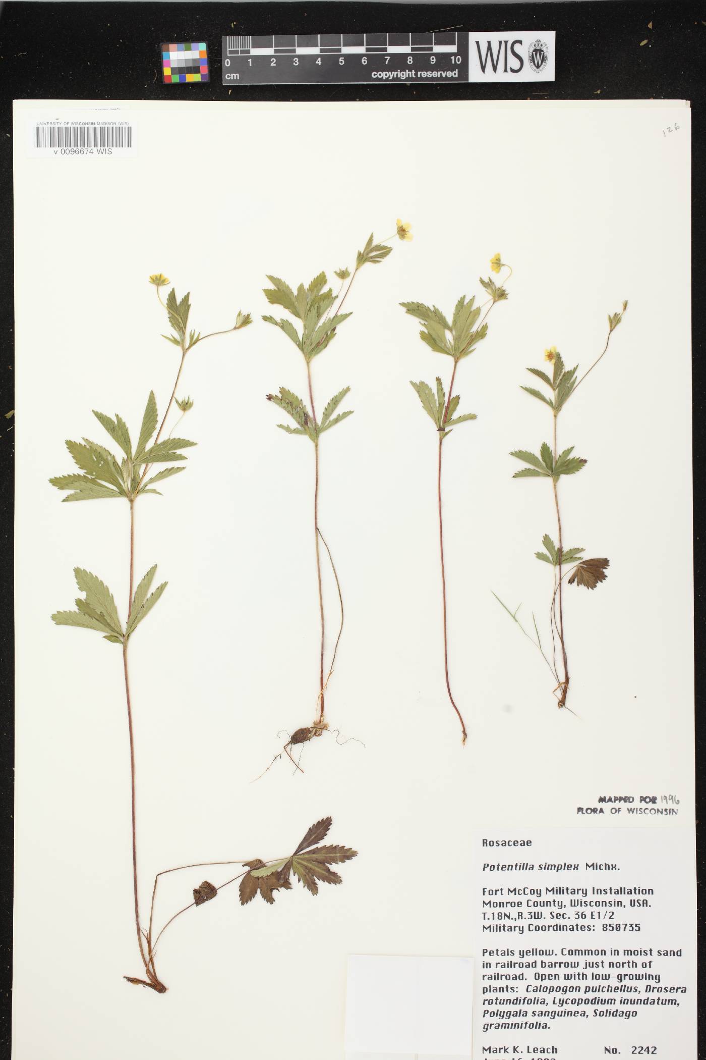 Potentilla simplex image
