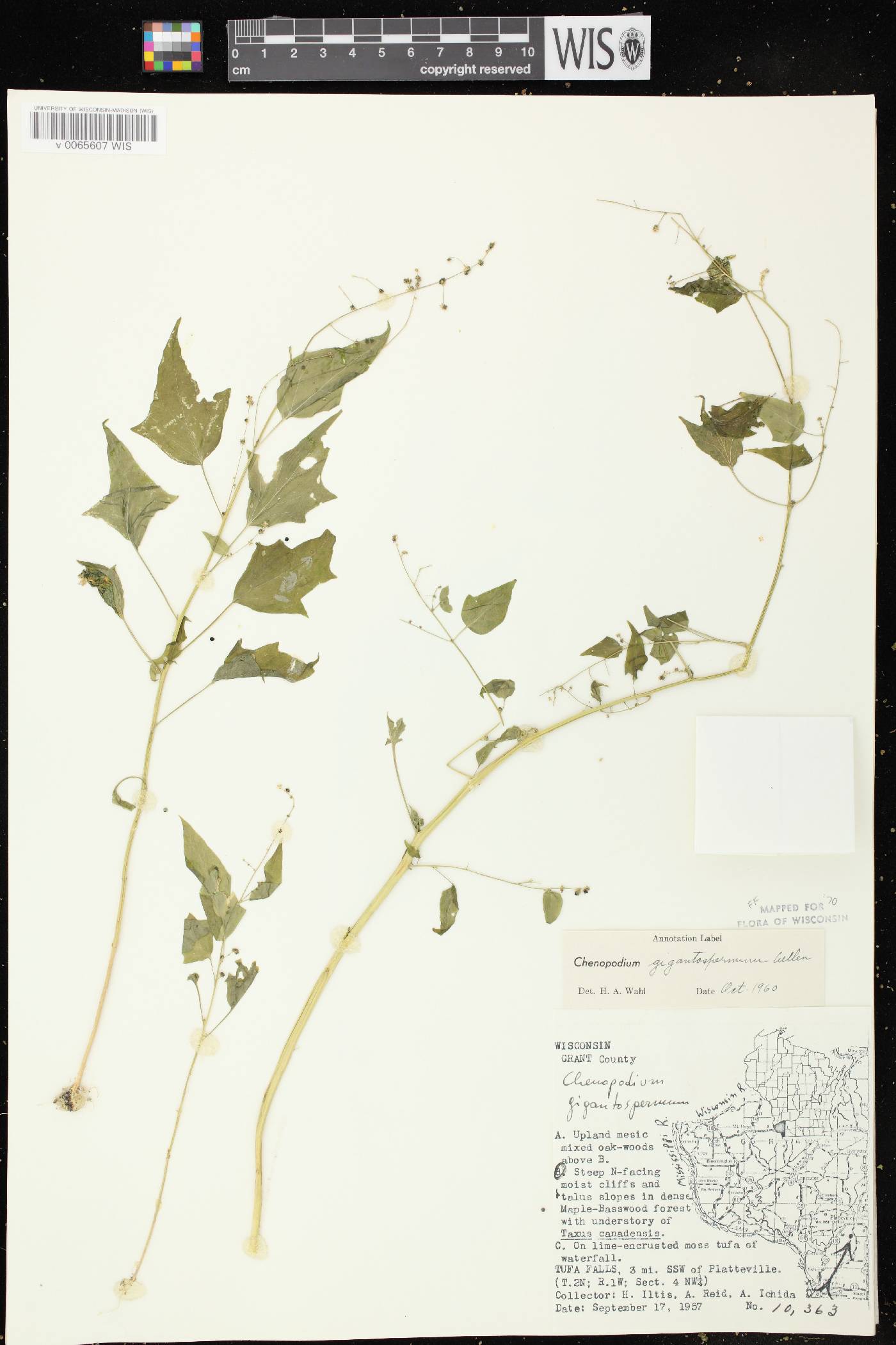 Chenopodium simplex image