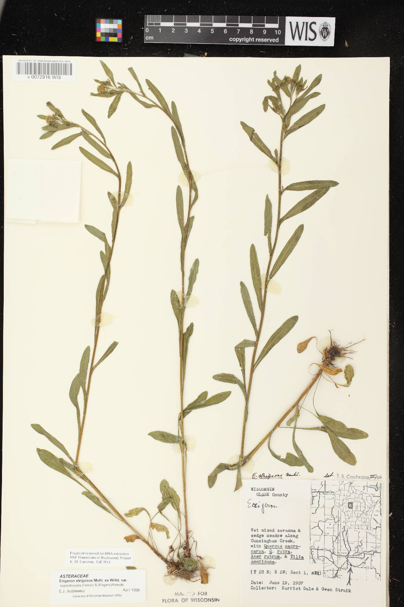 Erigeron strigosus var. septentrionalis image