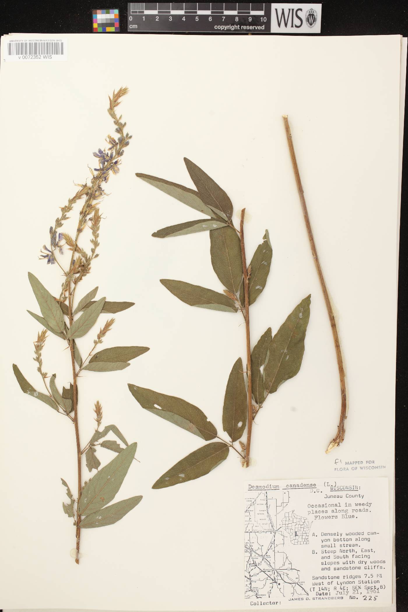 Desmodium canadense image