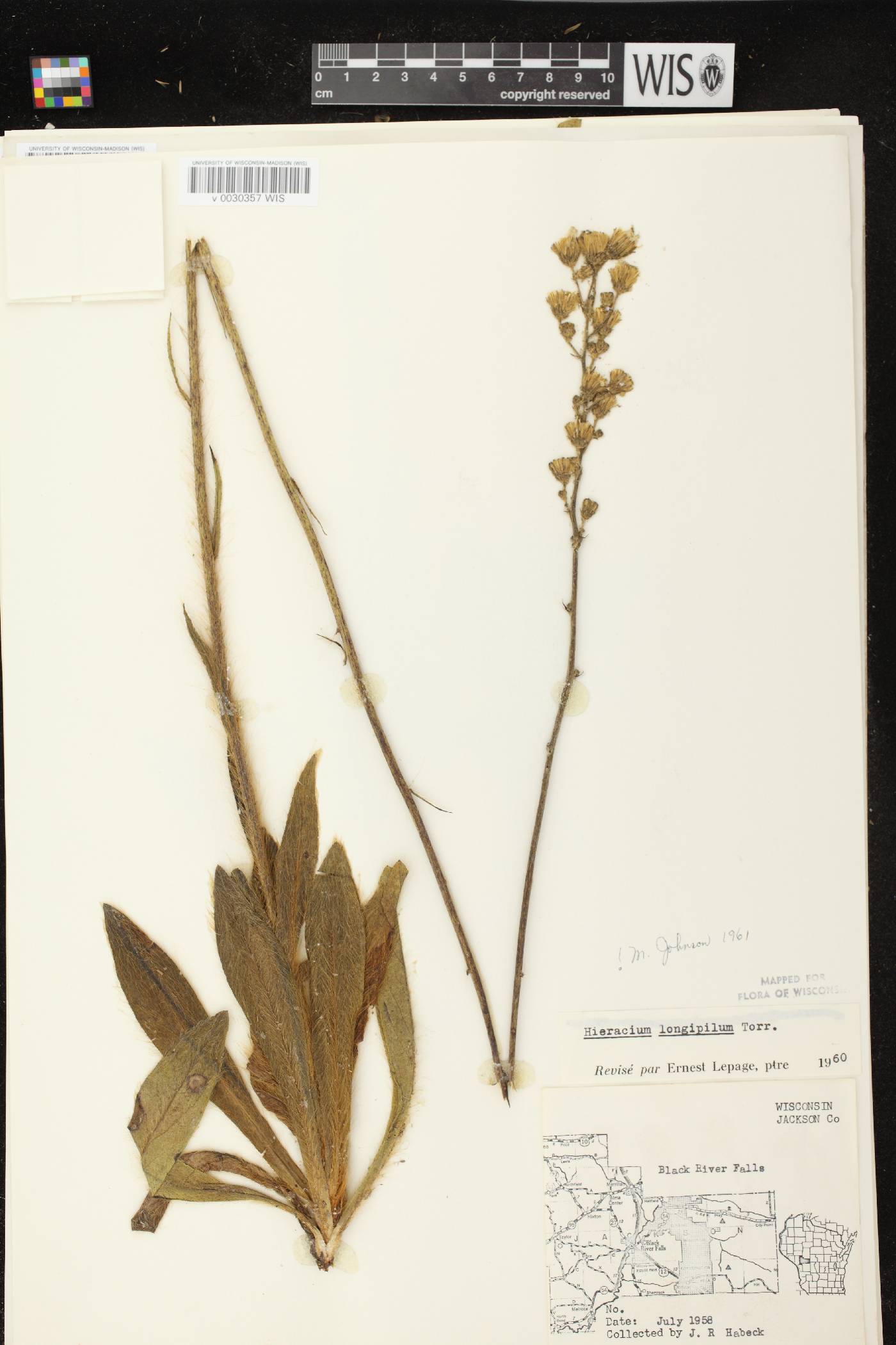 Hieracium longipilum image