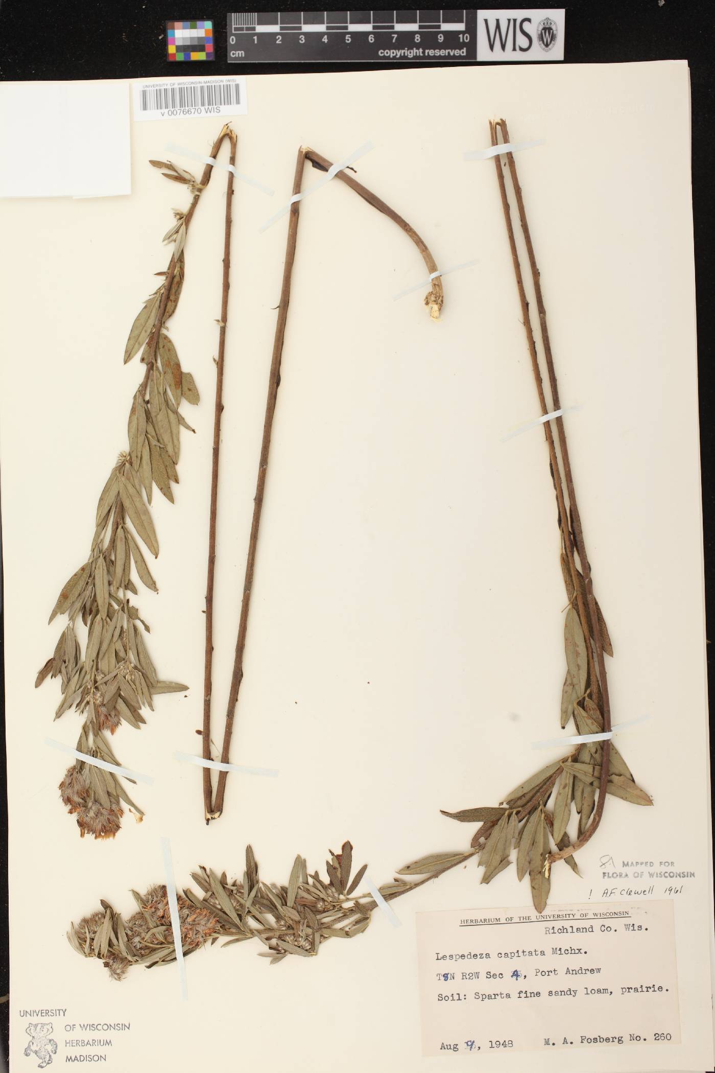 Lespedeza capitata image