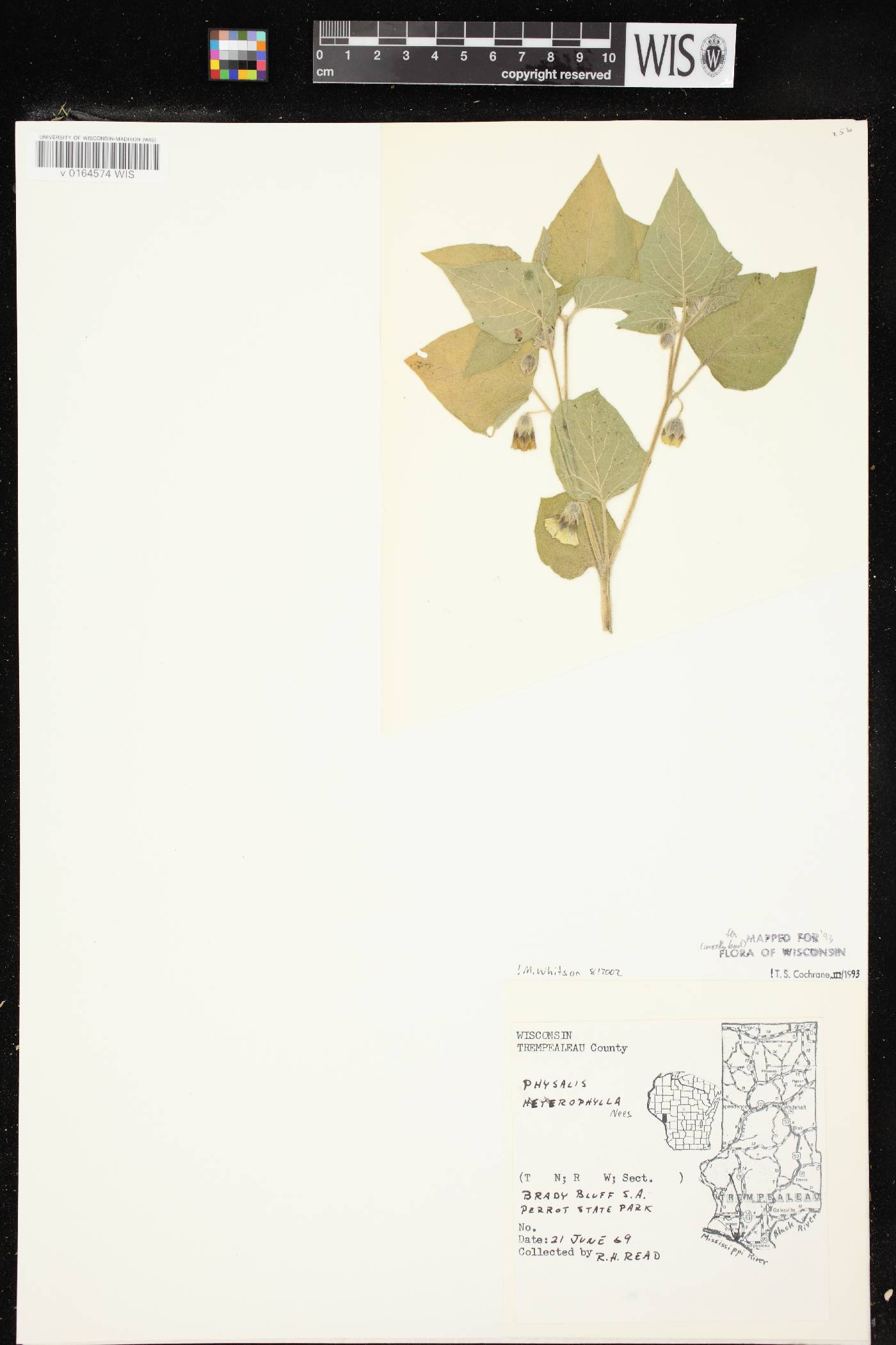 Physalis heterophylla var. heterophylla image
