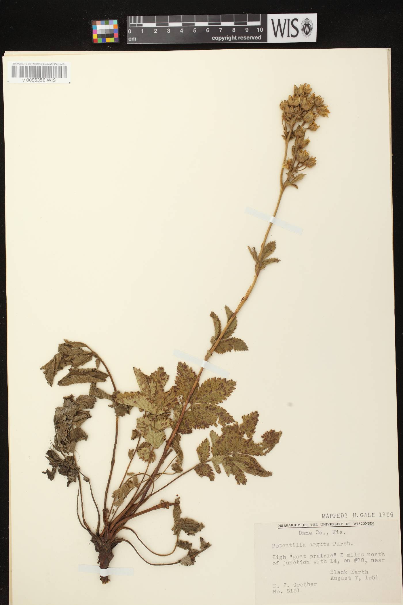 Drymocallis arguta image