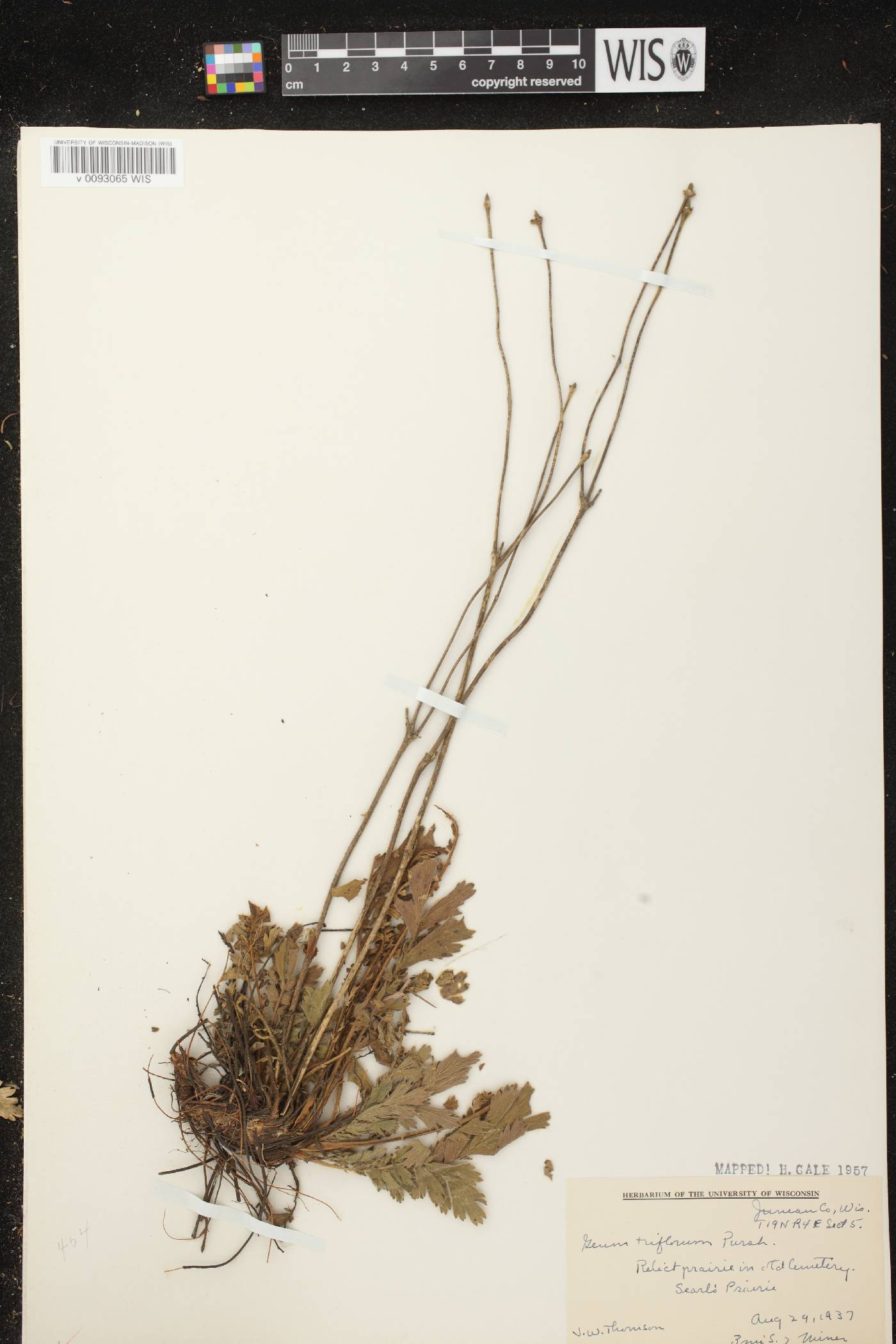 Geum triflorum var. triflorum image