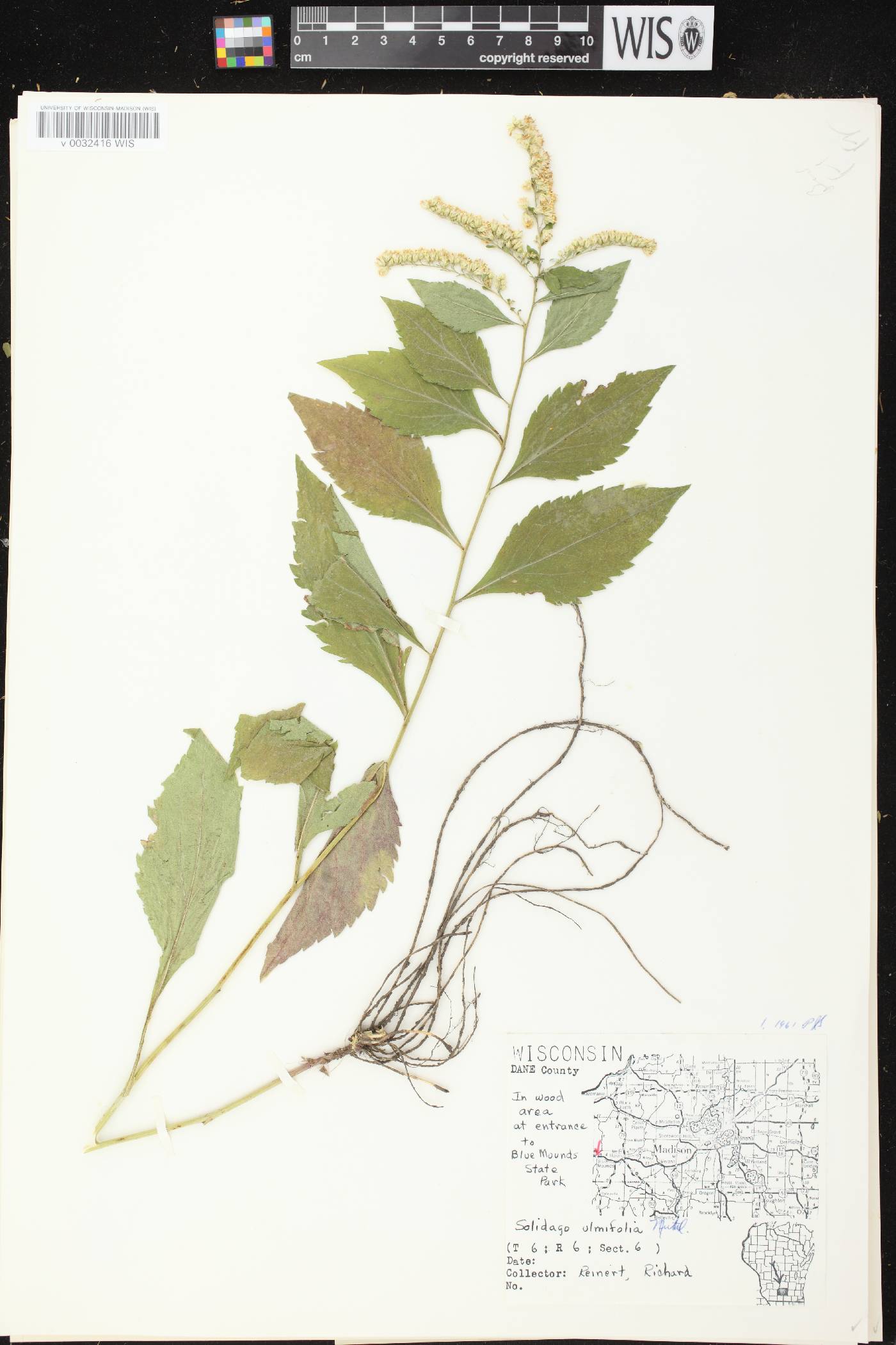 Solidago ulmifolia var. ulmifolia image