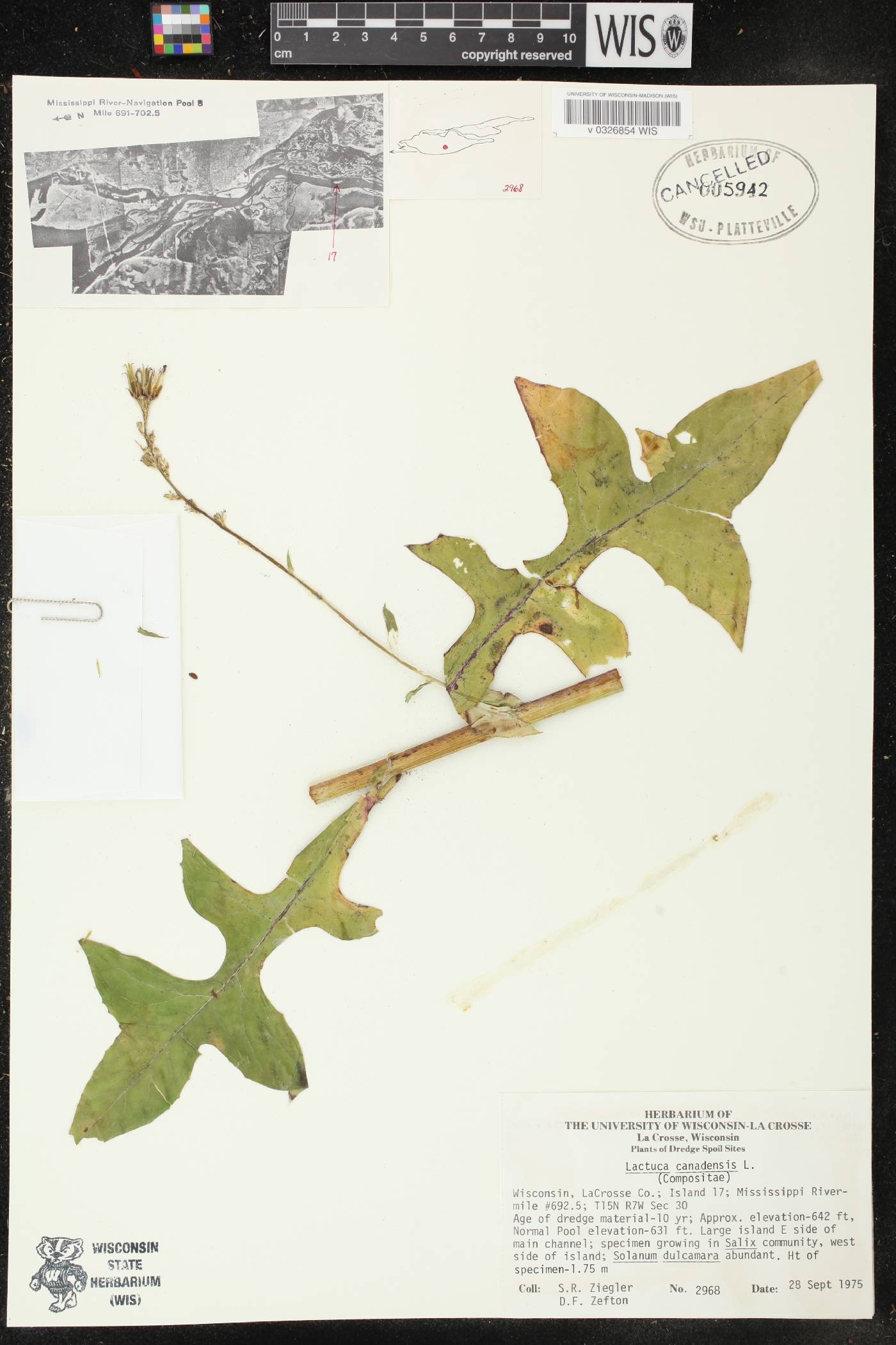 Lactuca canadensis image