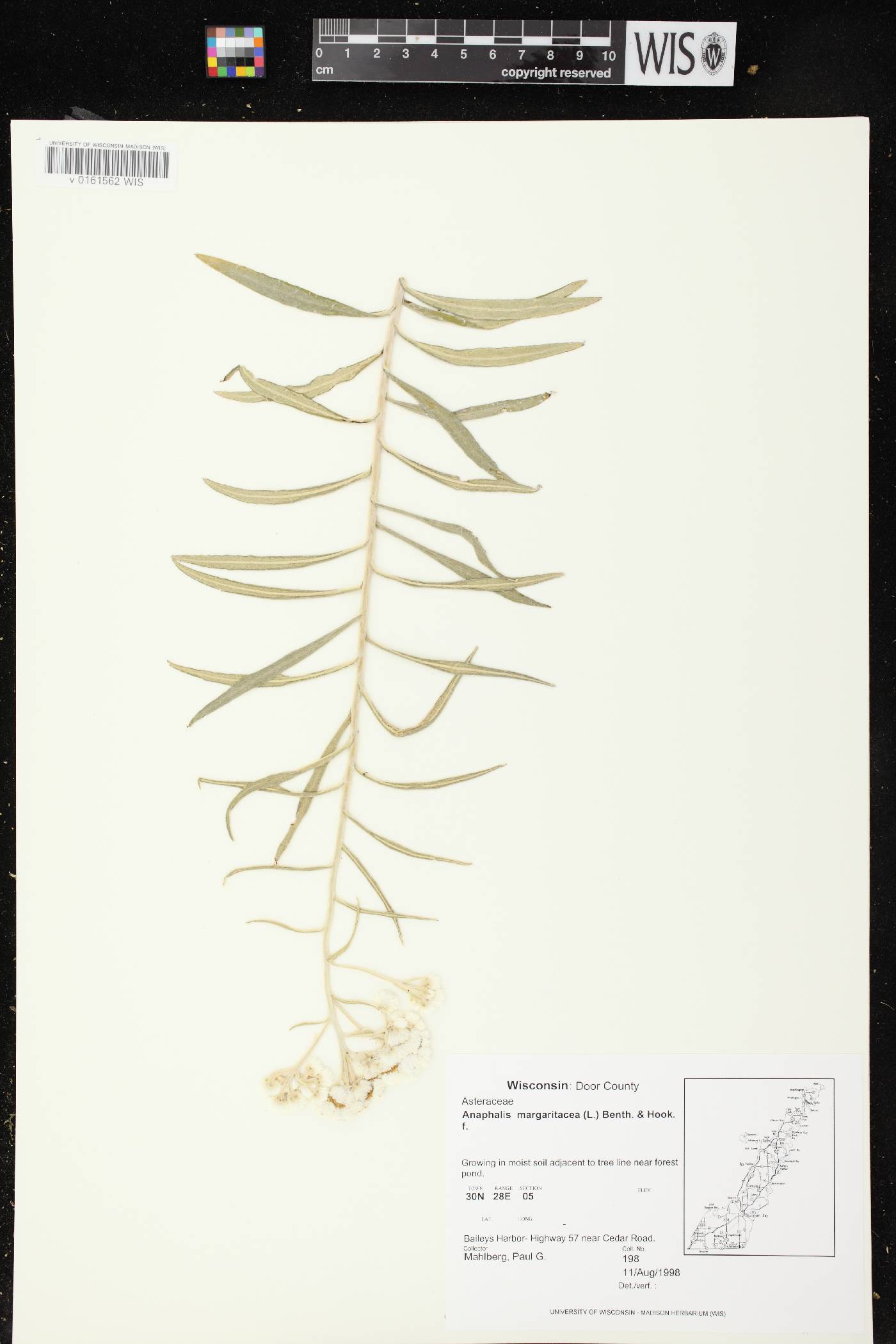 Anaphalis margaritacea image