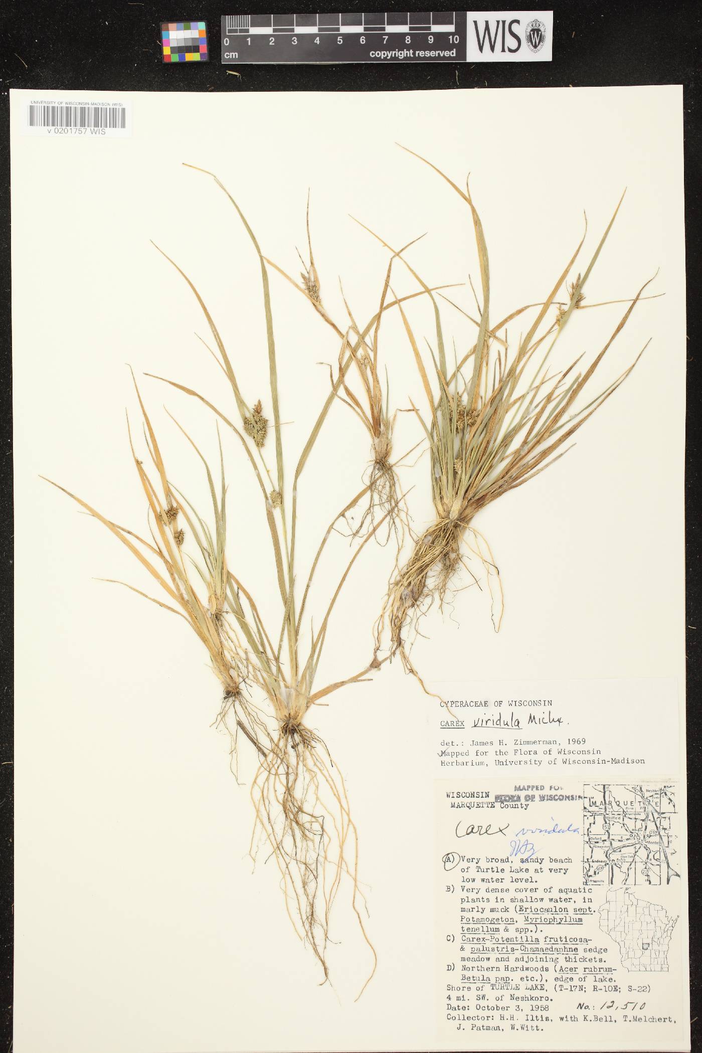 Carex viridula image