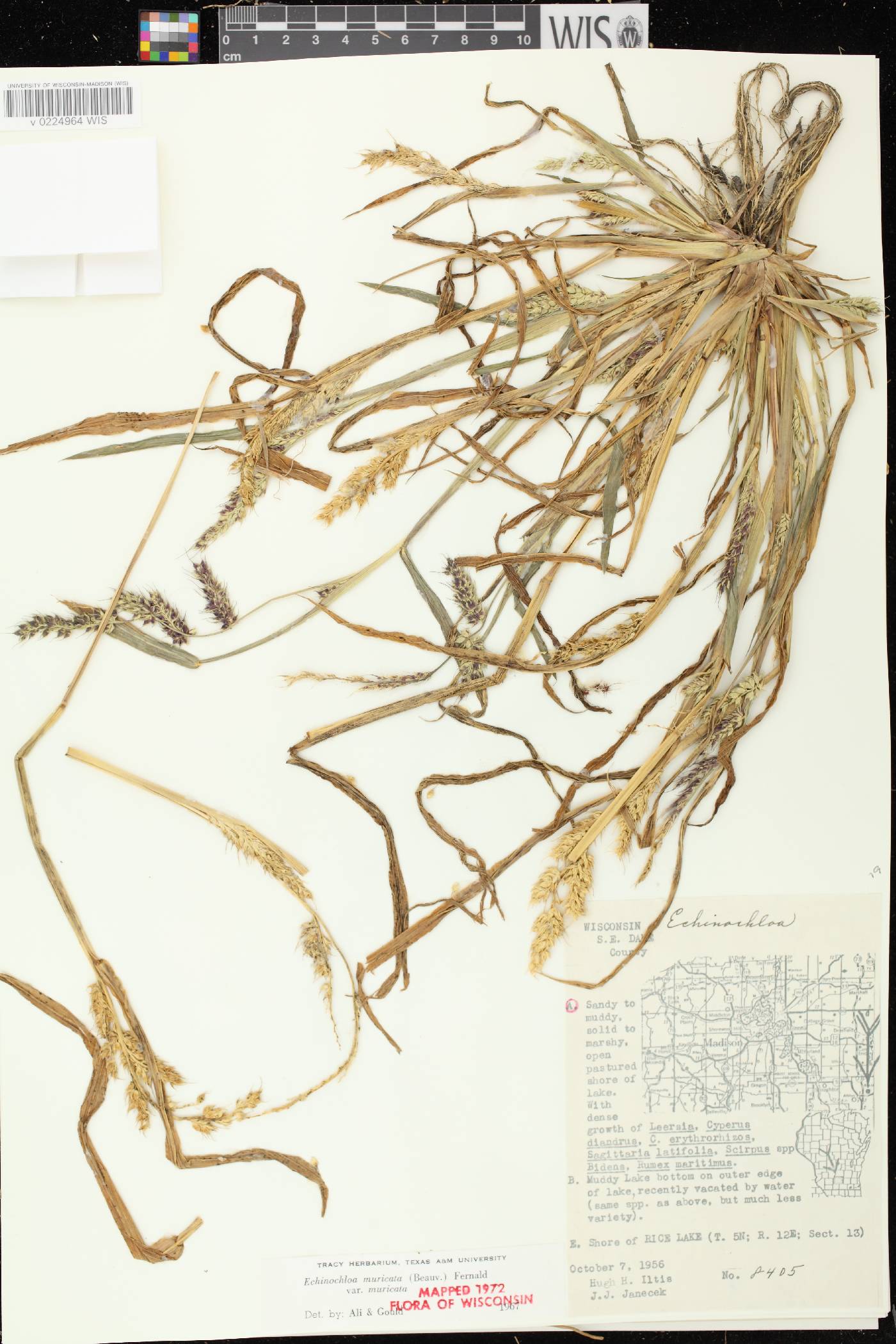 Echinochloa muricata var. muricata image