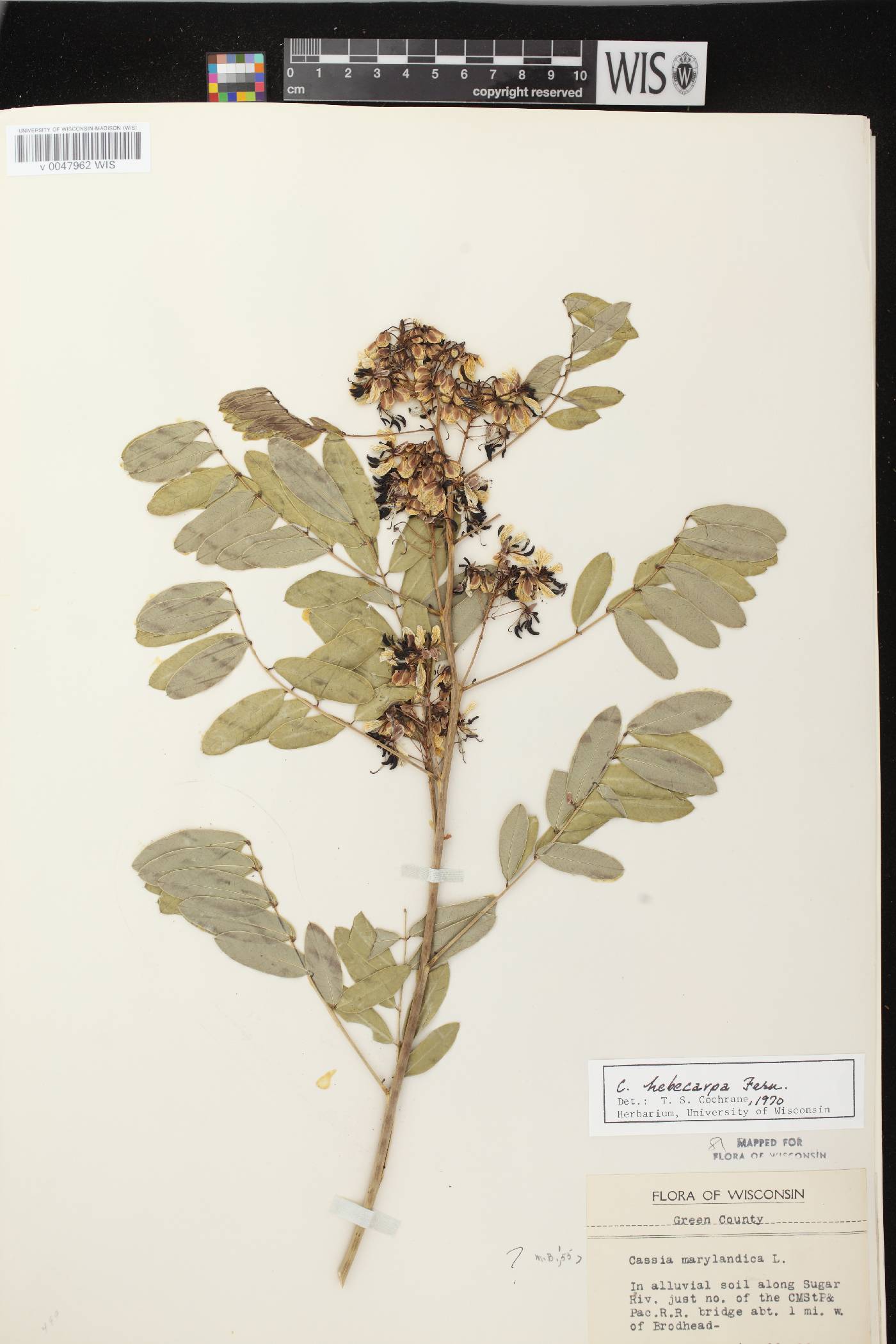 Senna hebecarpa image