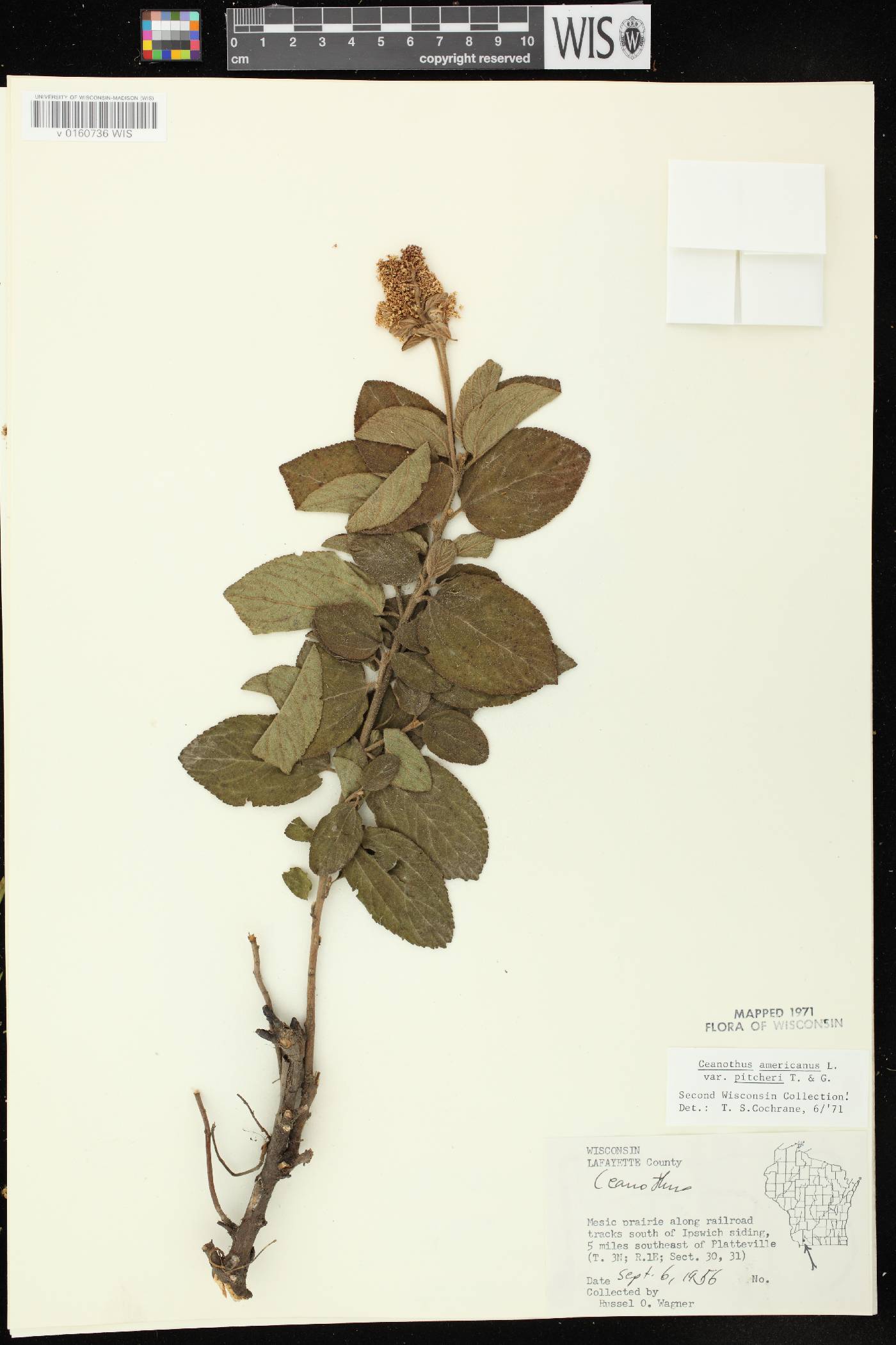 Ceanothus americanus image