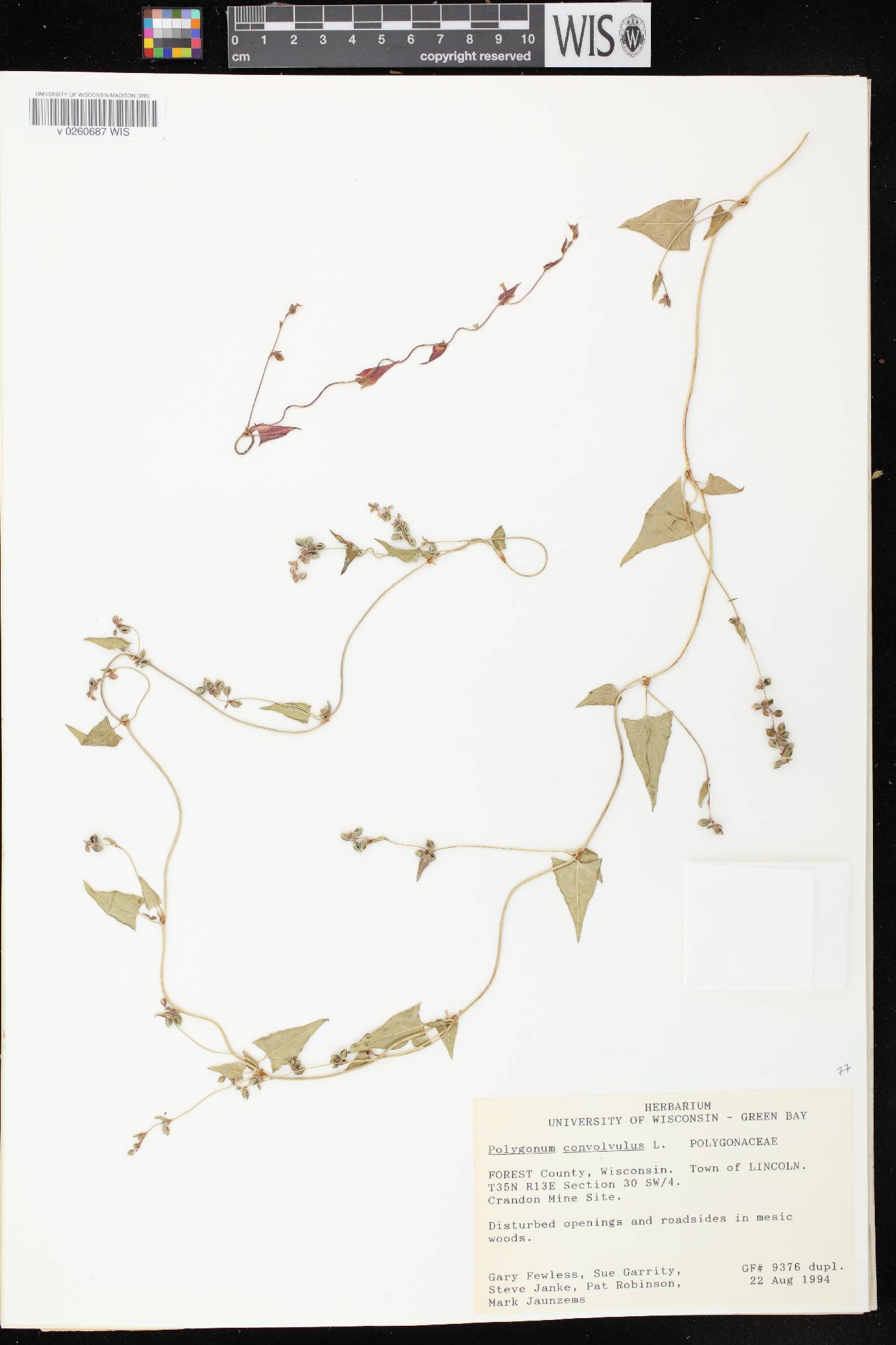 Fallopia convolvulus image