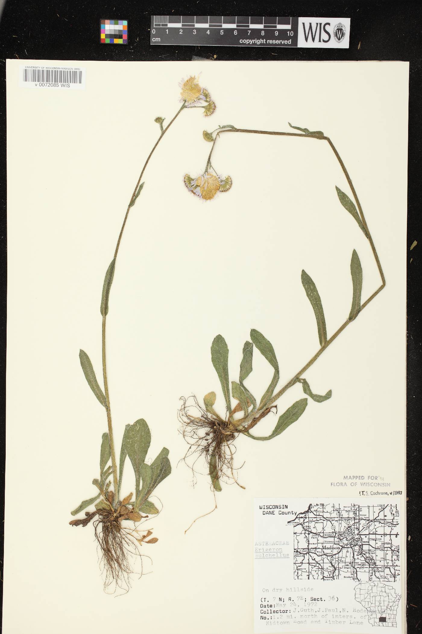 Erigeron pulchellus image