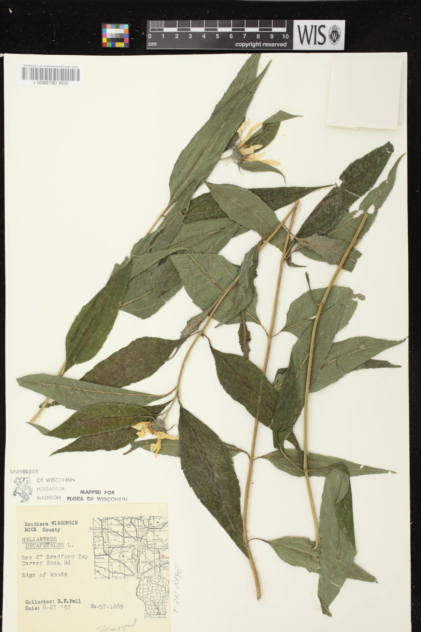 Helianthus decapetalus image