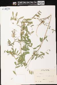 Image of Vicia americana