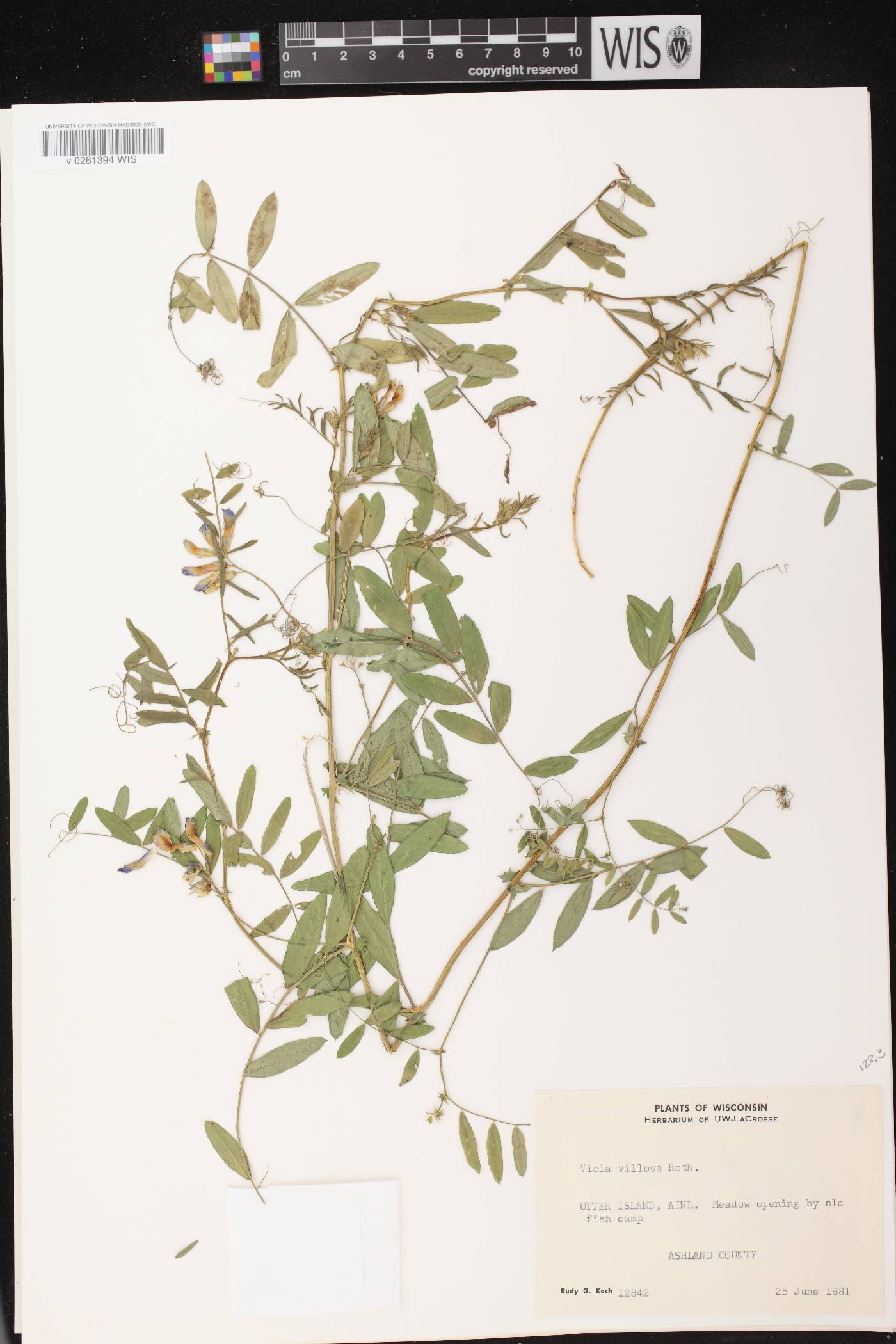 Vicia americana image