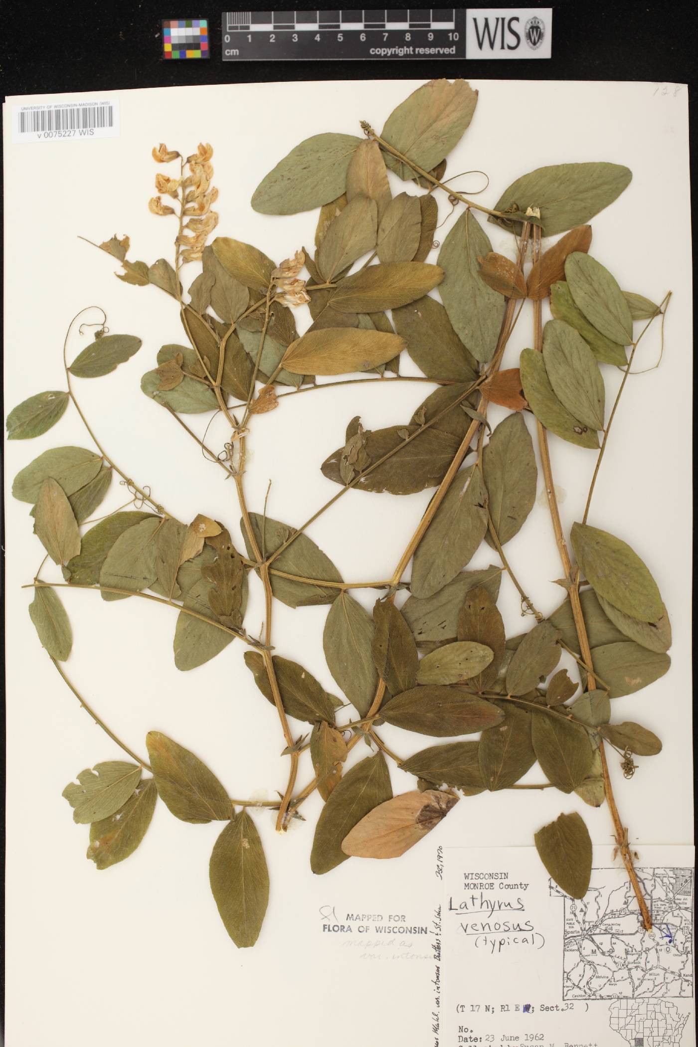 Lathyrus venosus image