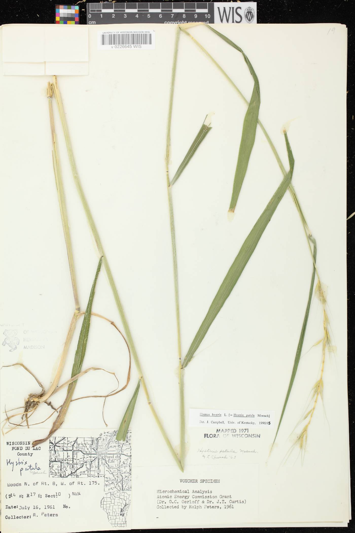 Elymus hystrix var. hystrix image