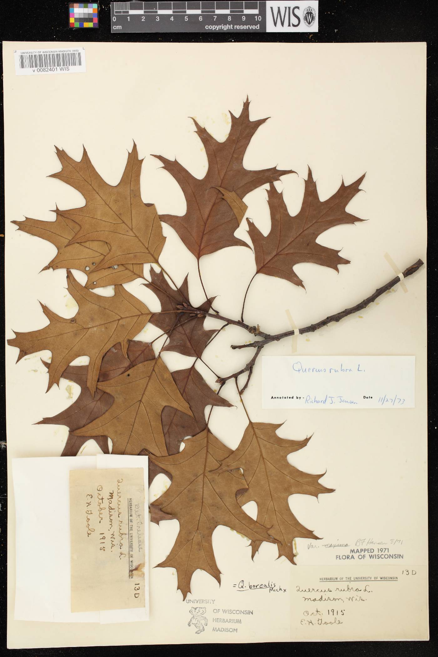 Quercus rubra image