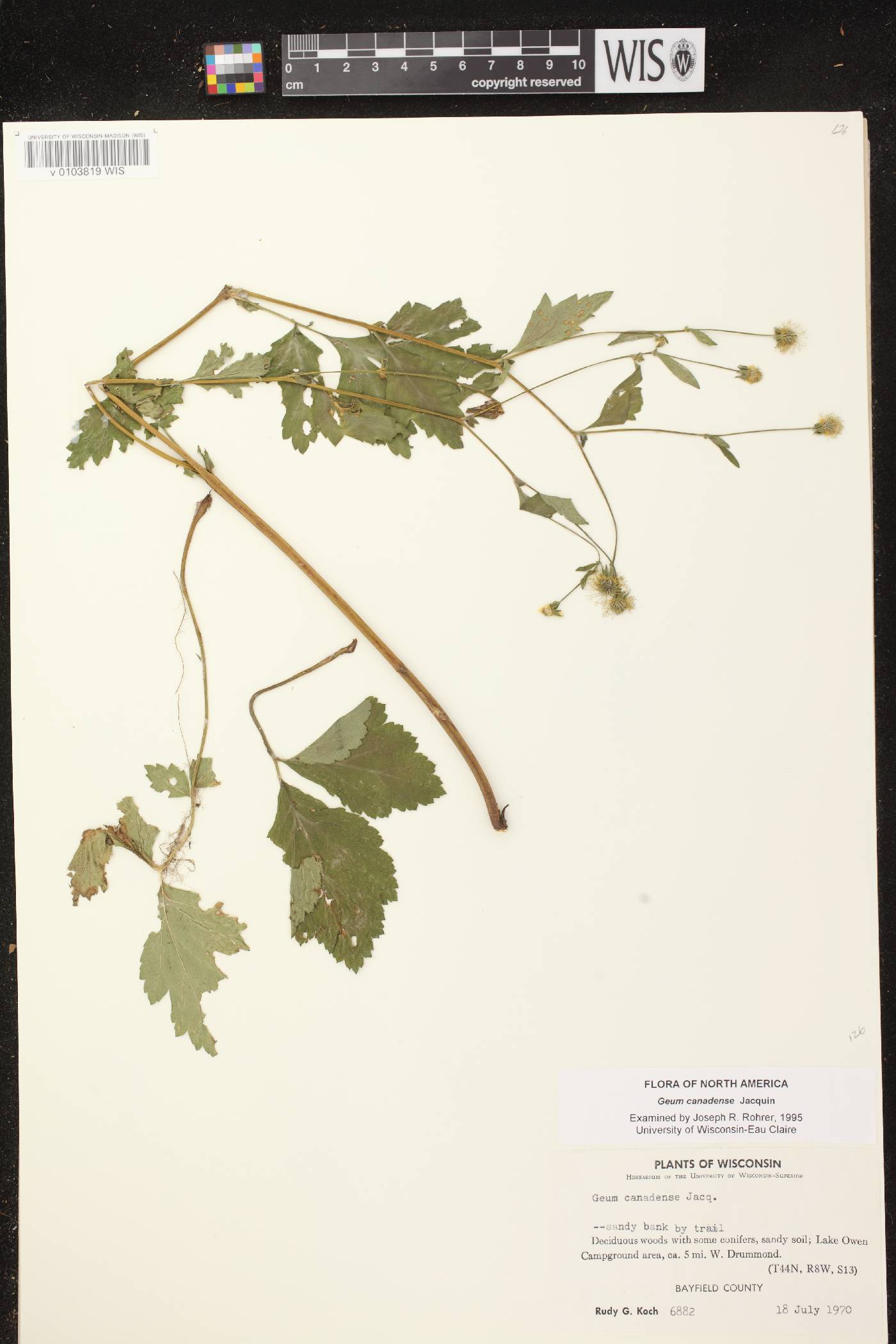 Geum canadense image