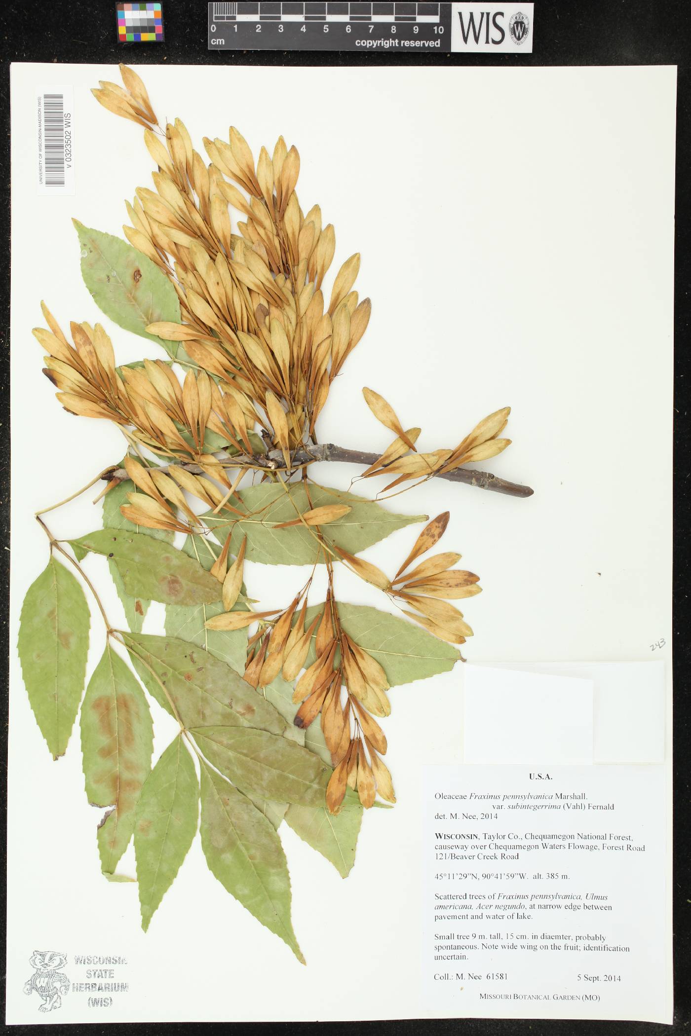 Fraxinus pennsylvanica image
