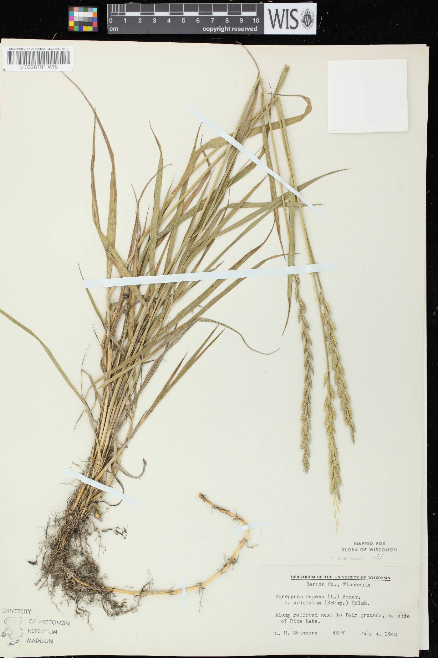 Elymus repens image