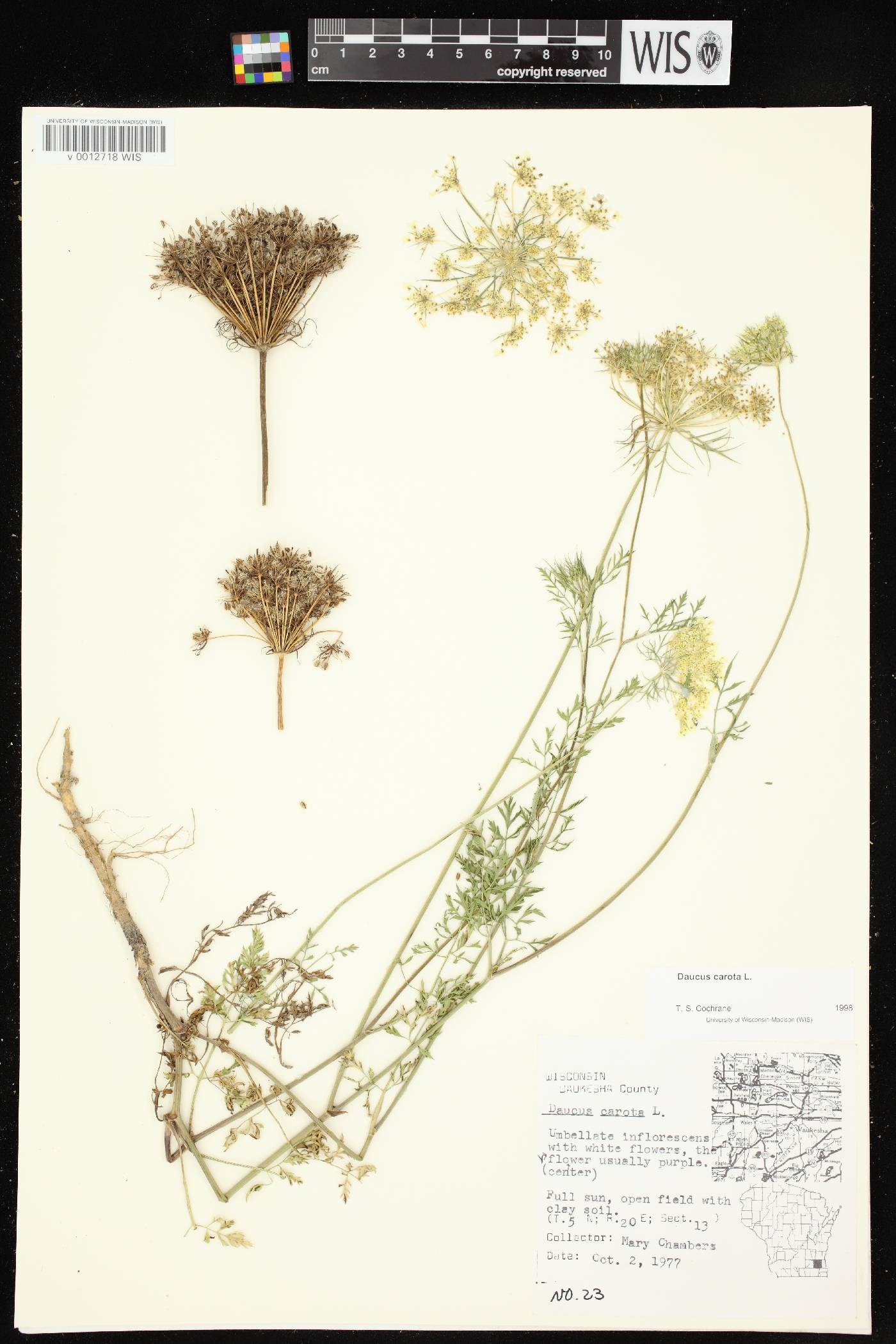 Daucus carota image