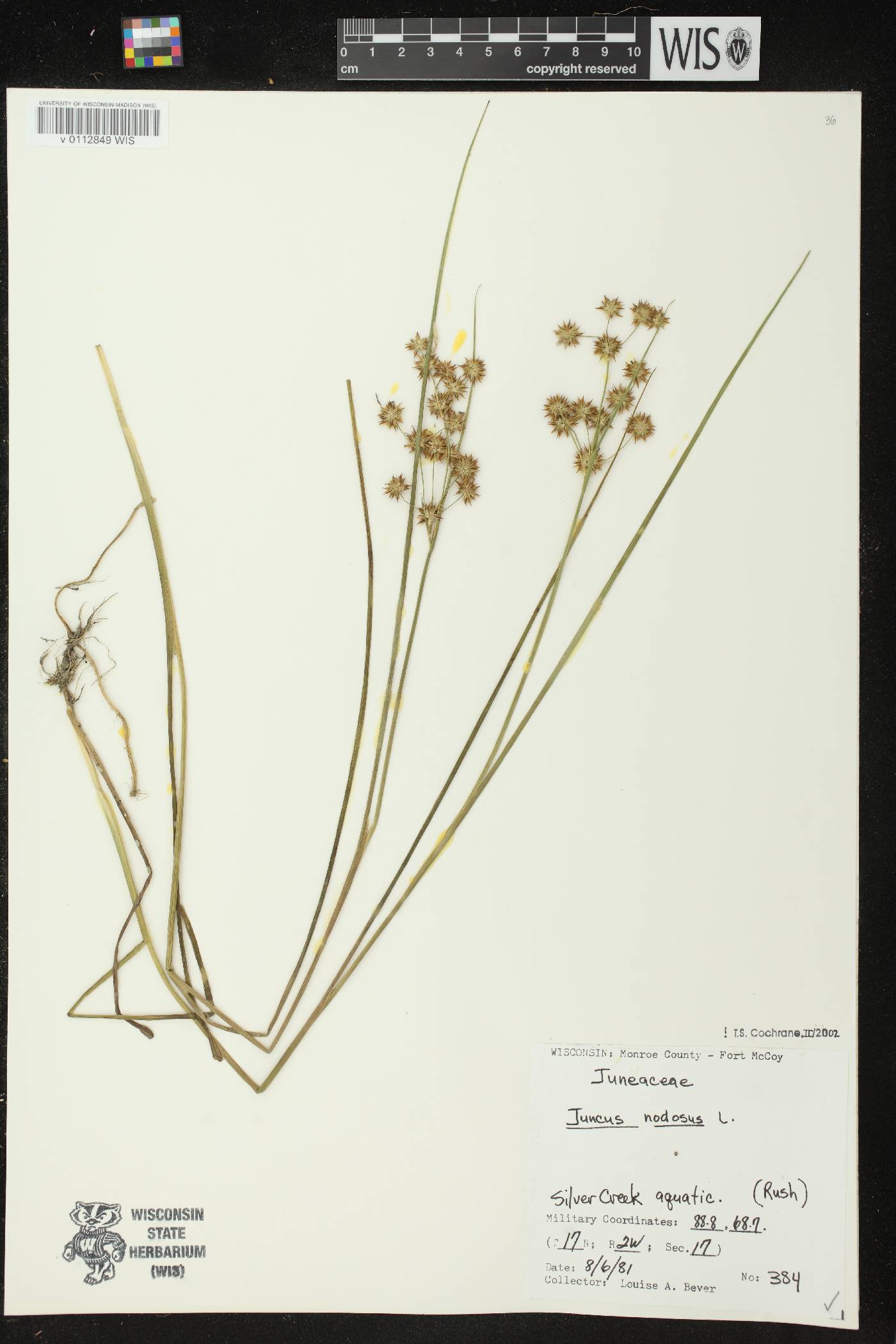 Juncus nodosus image