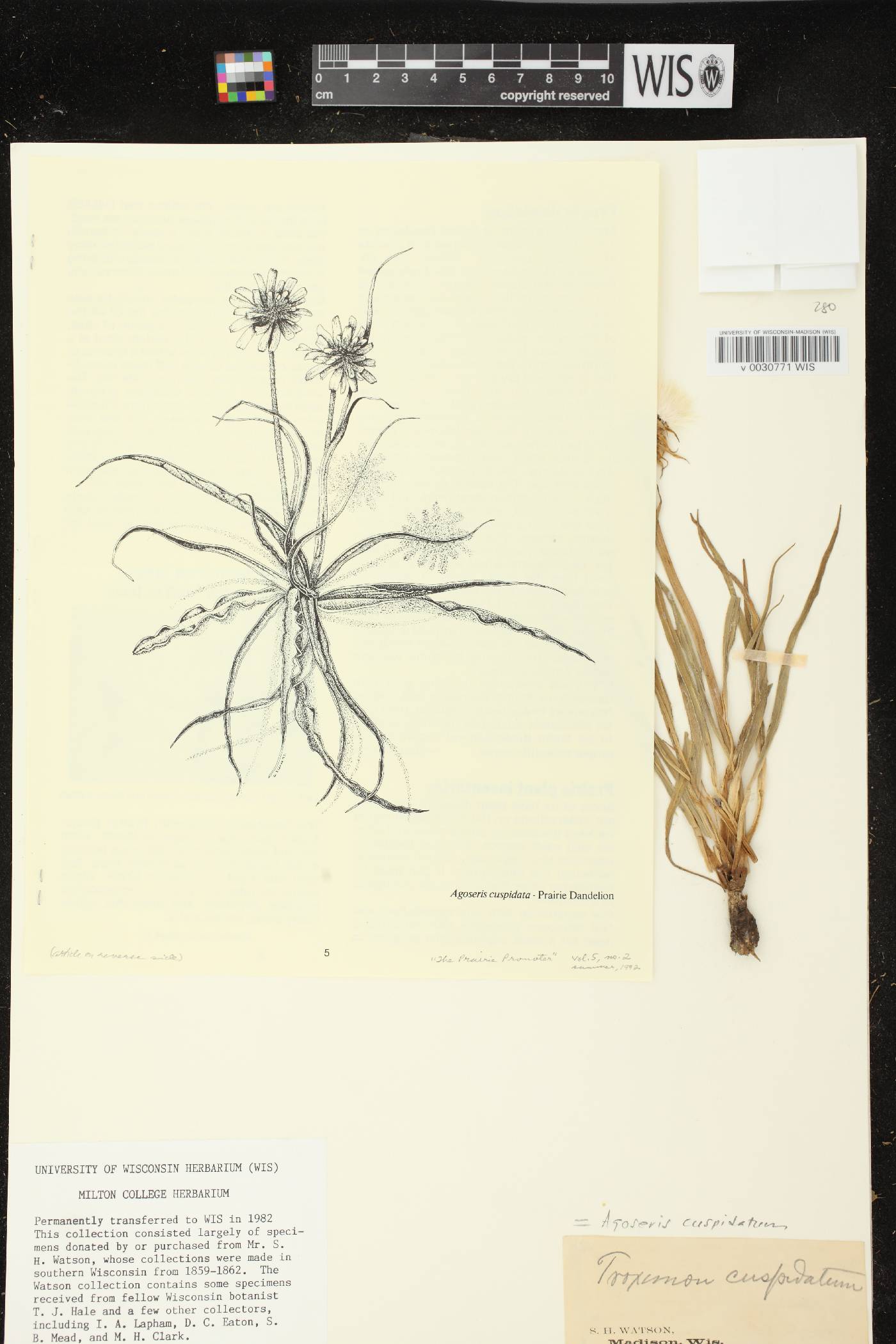 Nothocalais cuspidata image