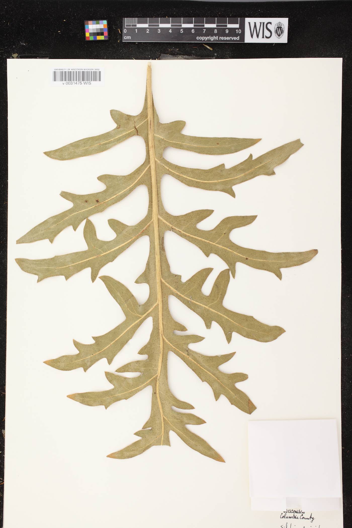 Silphium laciniatum image