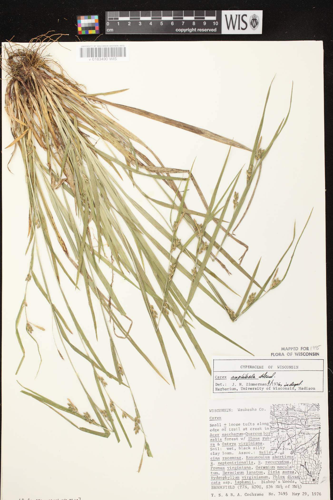 Carex grisea image