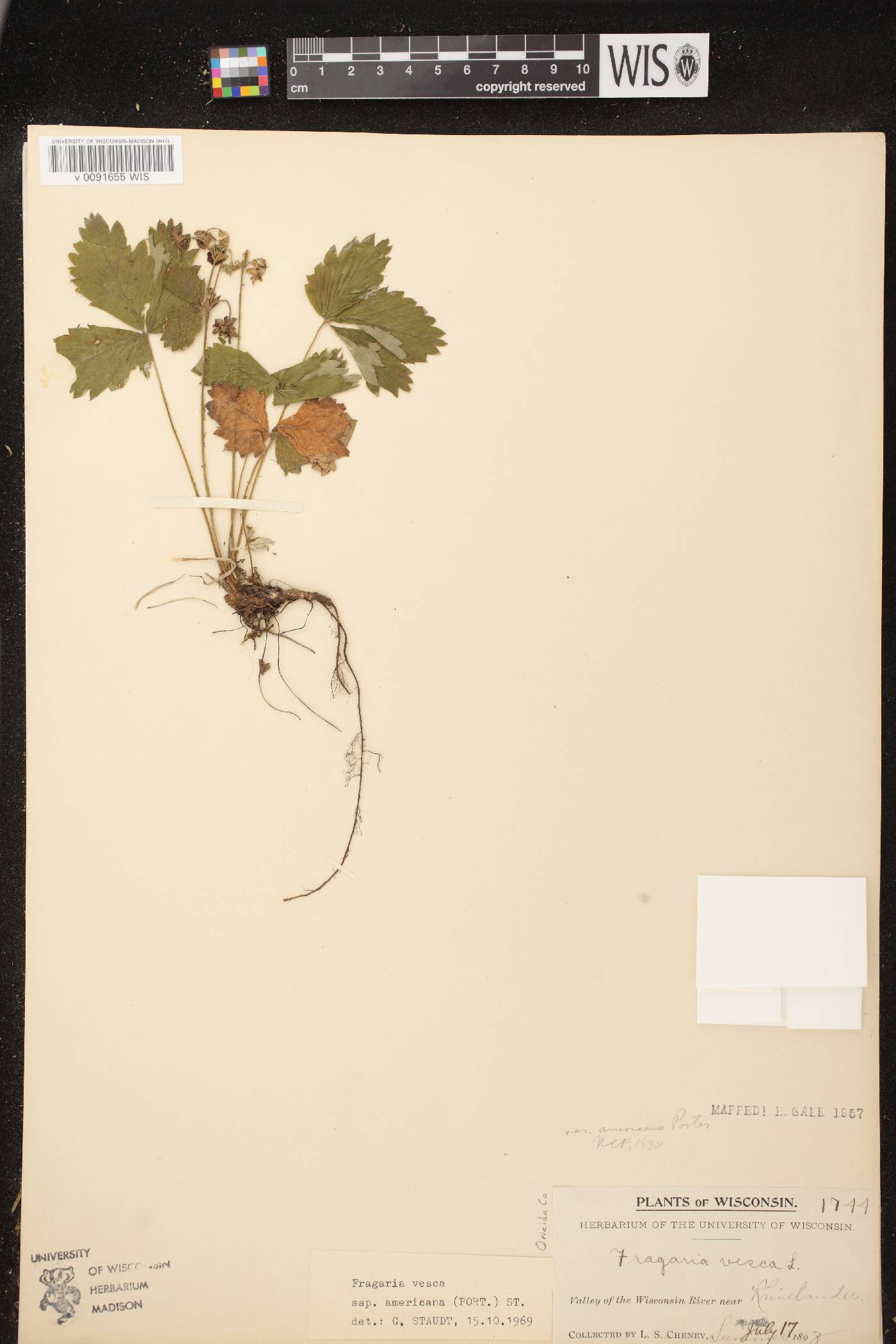 Fragaria vesca subsp. americana image
