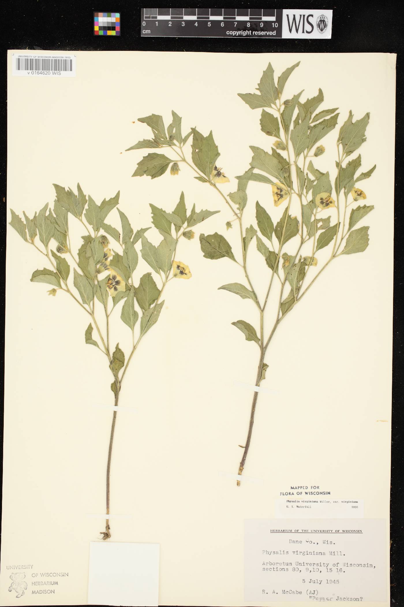 Physalis virginiana image