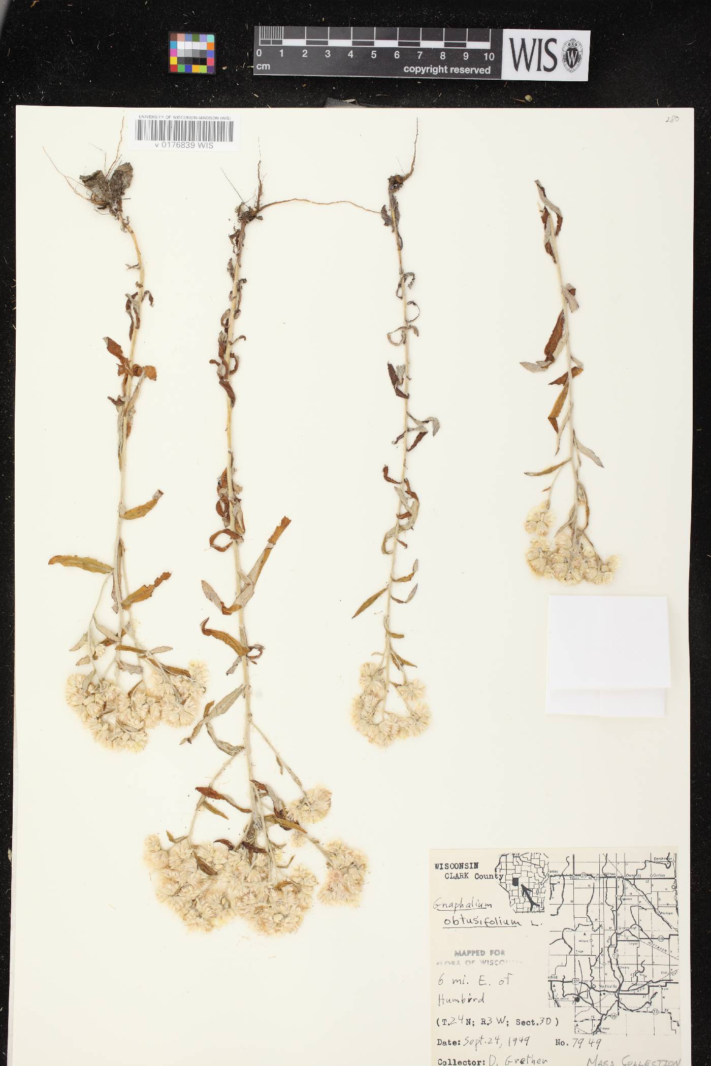 Pseudognaphalium obtusifolium image