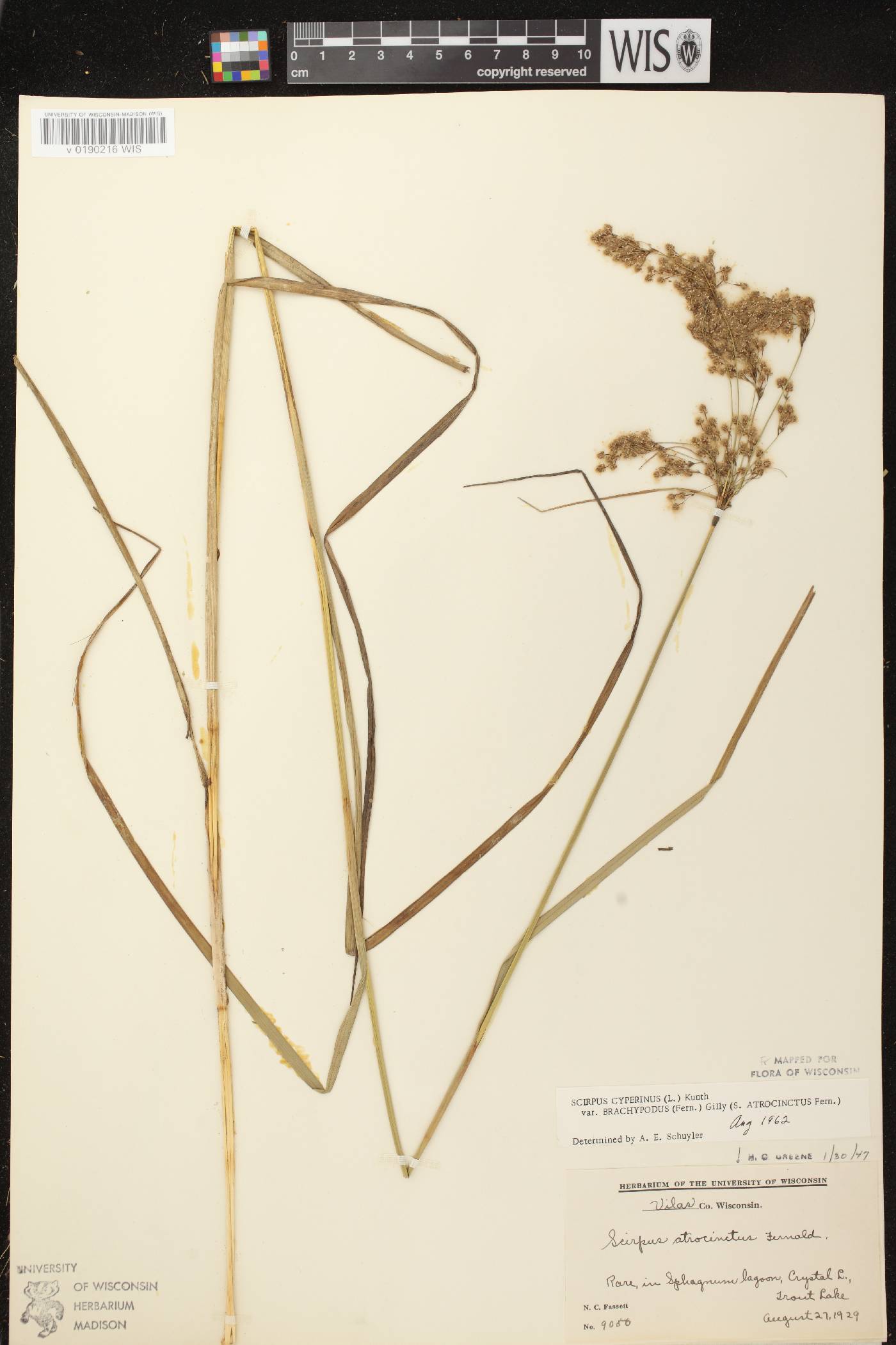 Scirpus atrocinctus image
