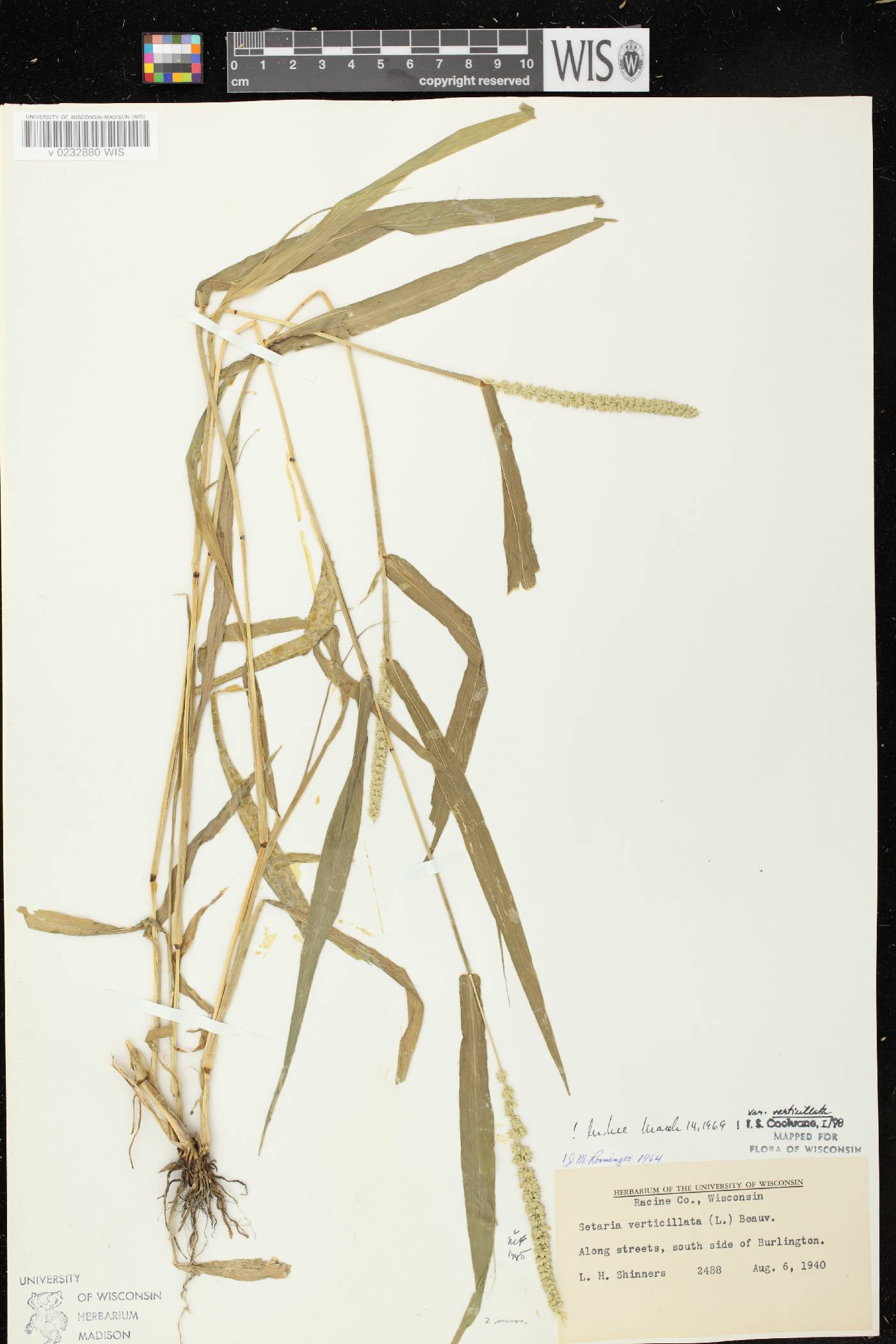 Setaria verticillata image