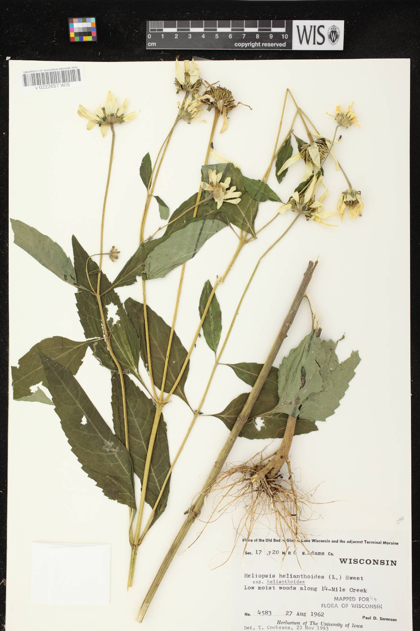 Heliopsis helianthoides image