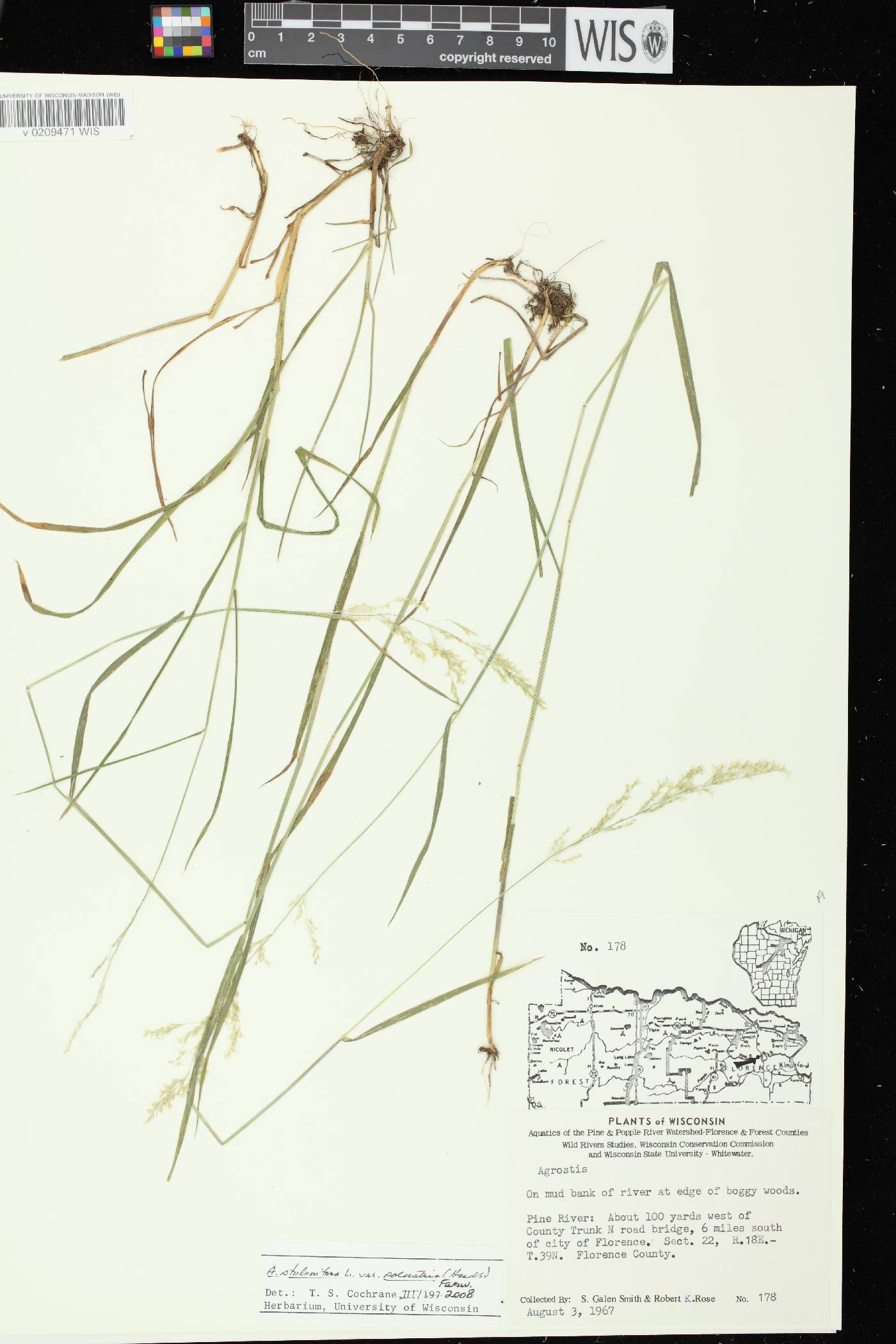 Agrostis stolonifera image